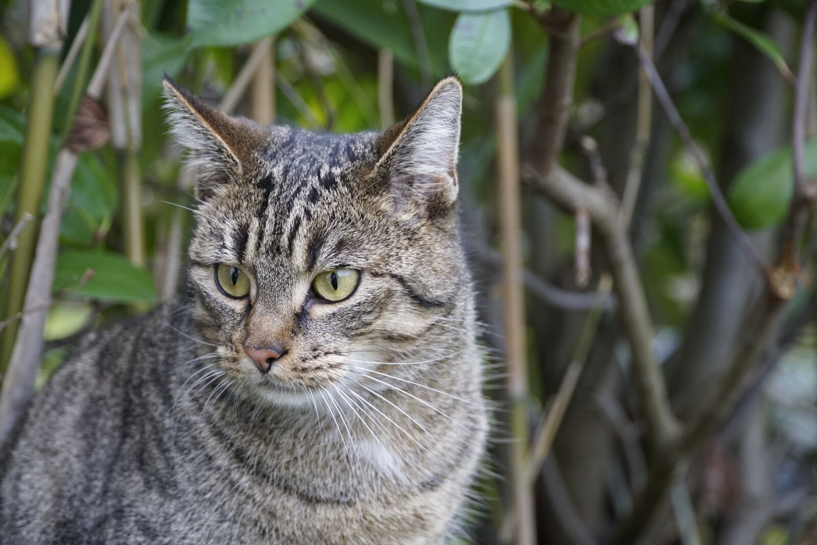 Sony a7R II + Sony E PZ 18-105mm F4 G OSS sample photo. Play, cat, young photography