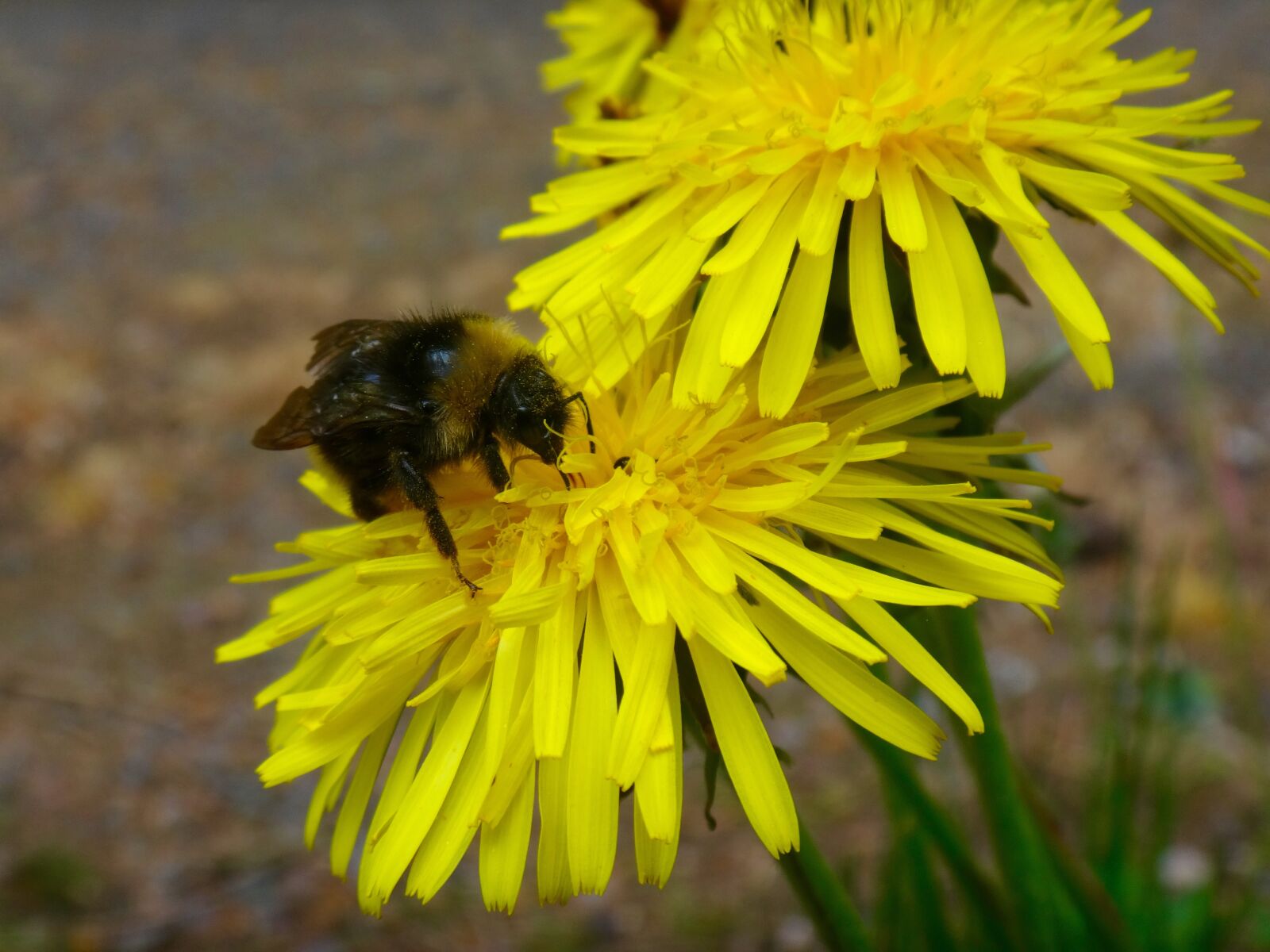 Sony Cyber-shot DSC-TX30 sample photo. Bee, hummel, flowers photography
