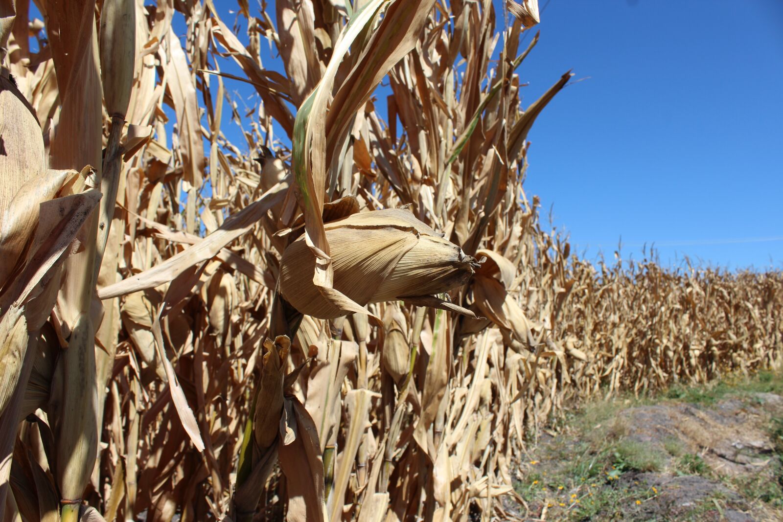 Canon EOS 1200D (EOS Rebel T5 / EOS Kiss X70 / EOS Hi) sample photo. Corn, cultivation, earth photography