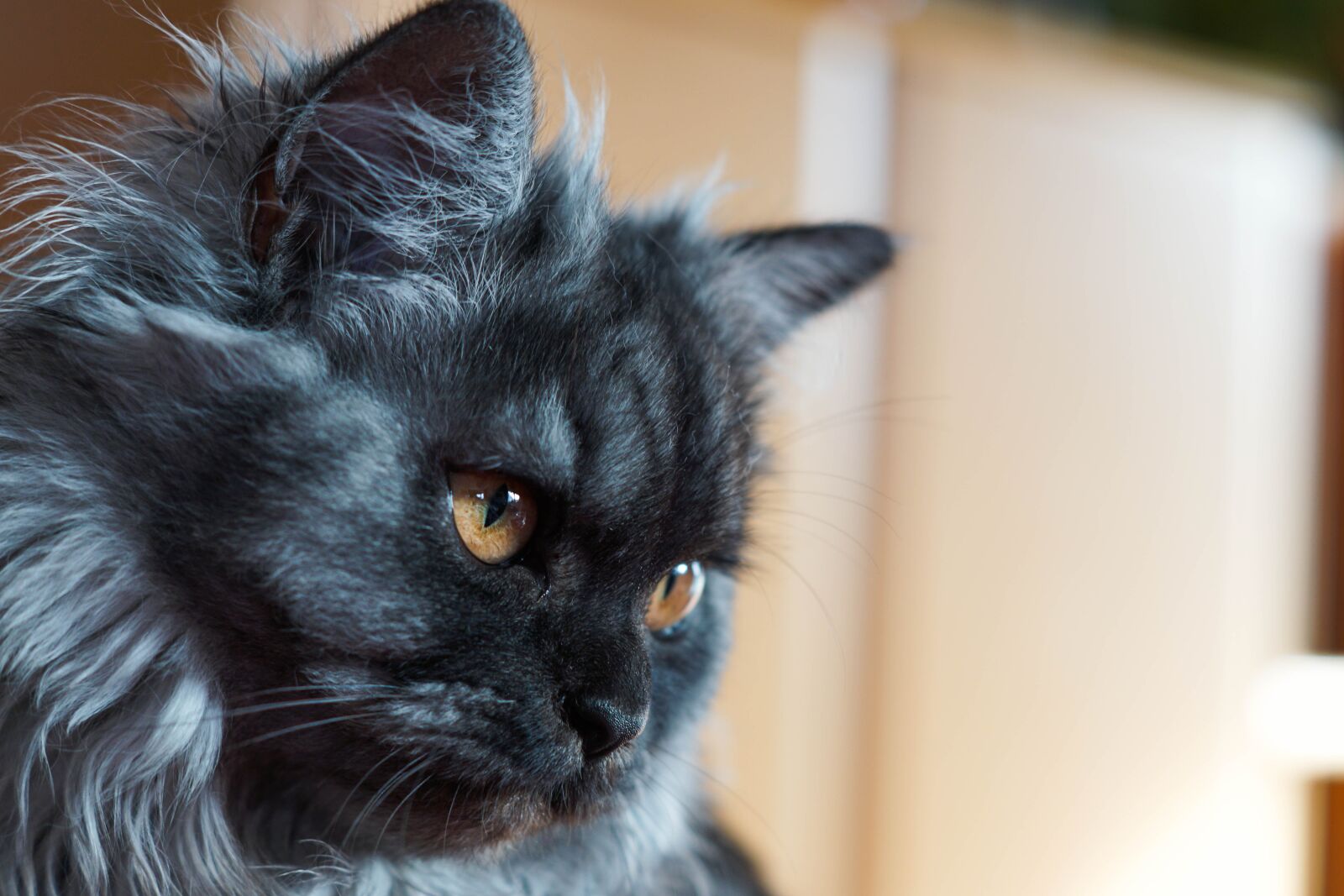 Sony ILCA-77M2 + Sony DT 50mm F1.8 SAM sample photo. Cat, eyes photography