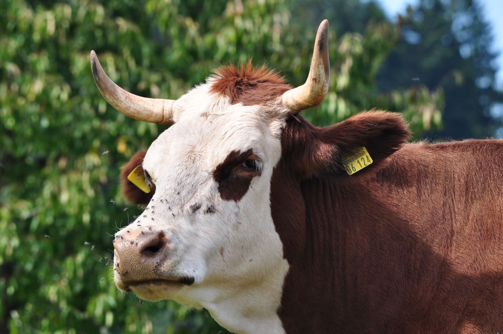 Nikon D5000 sample photo. Beef, black forest, simmental photography