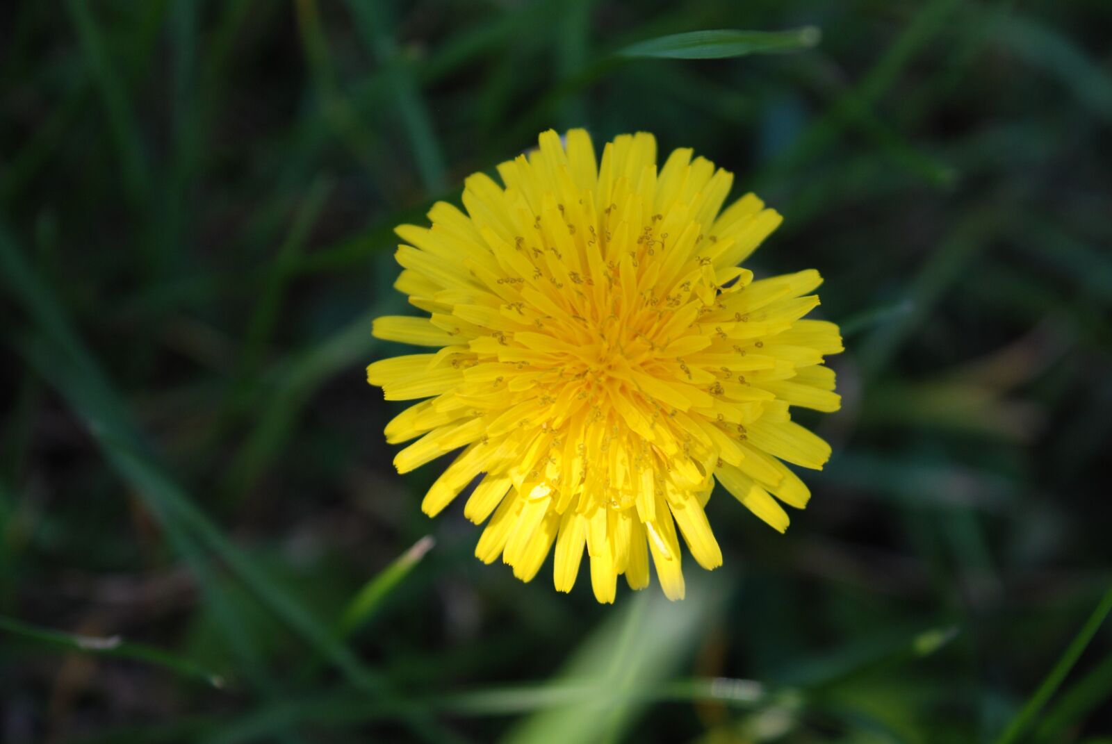 Nikon D60 sample photo. Flower, picture, natural photography