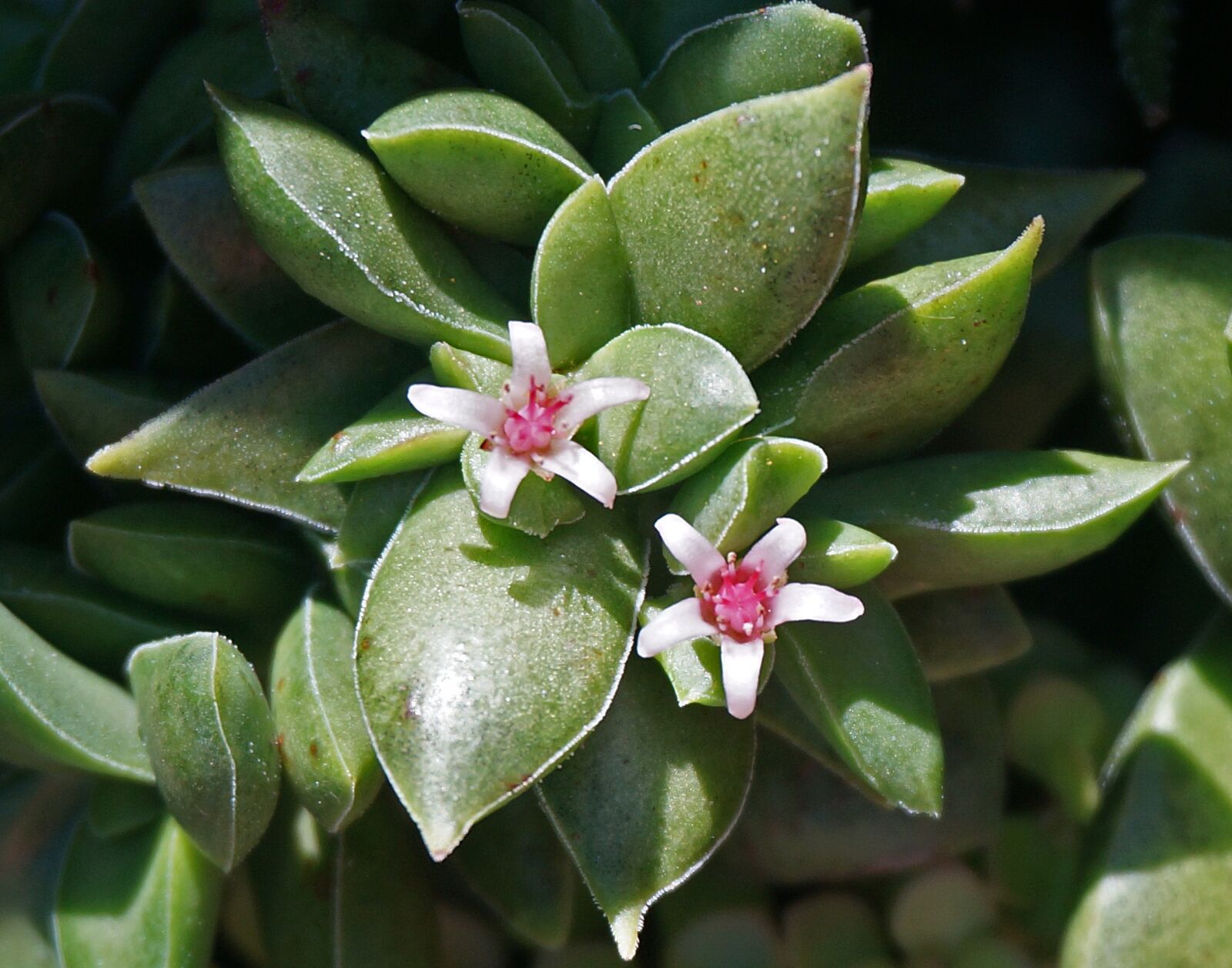 Sony Alpha NEX-5T sample photo. Succulent flower, flower, succulent photography