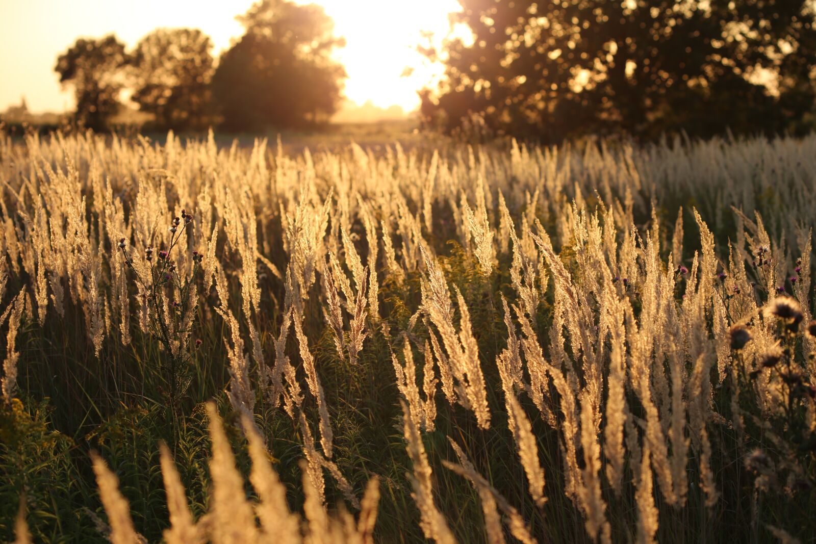 Canon EF 70-300 F4-5.6 IS II USM sample photo. Grass, evening, sunset photography