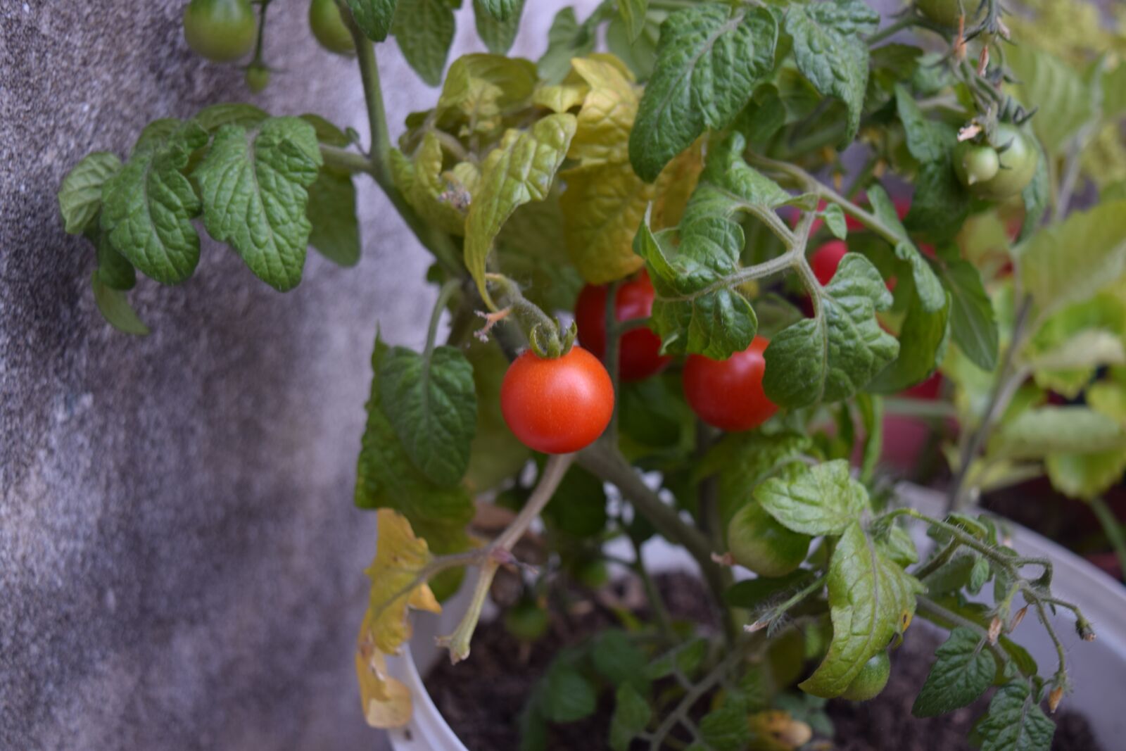 Nikon D3300 sample photo. Tomato, cherry, vegetables photography