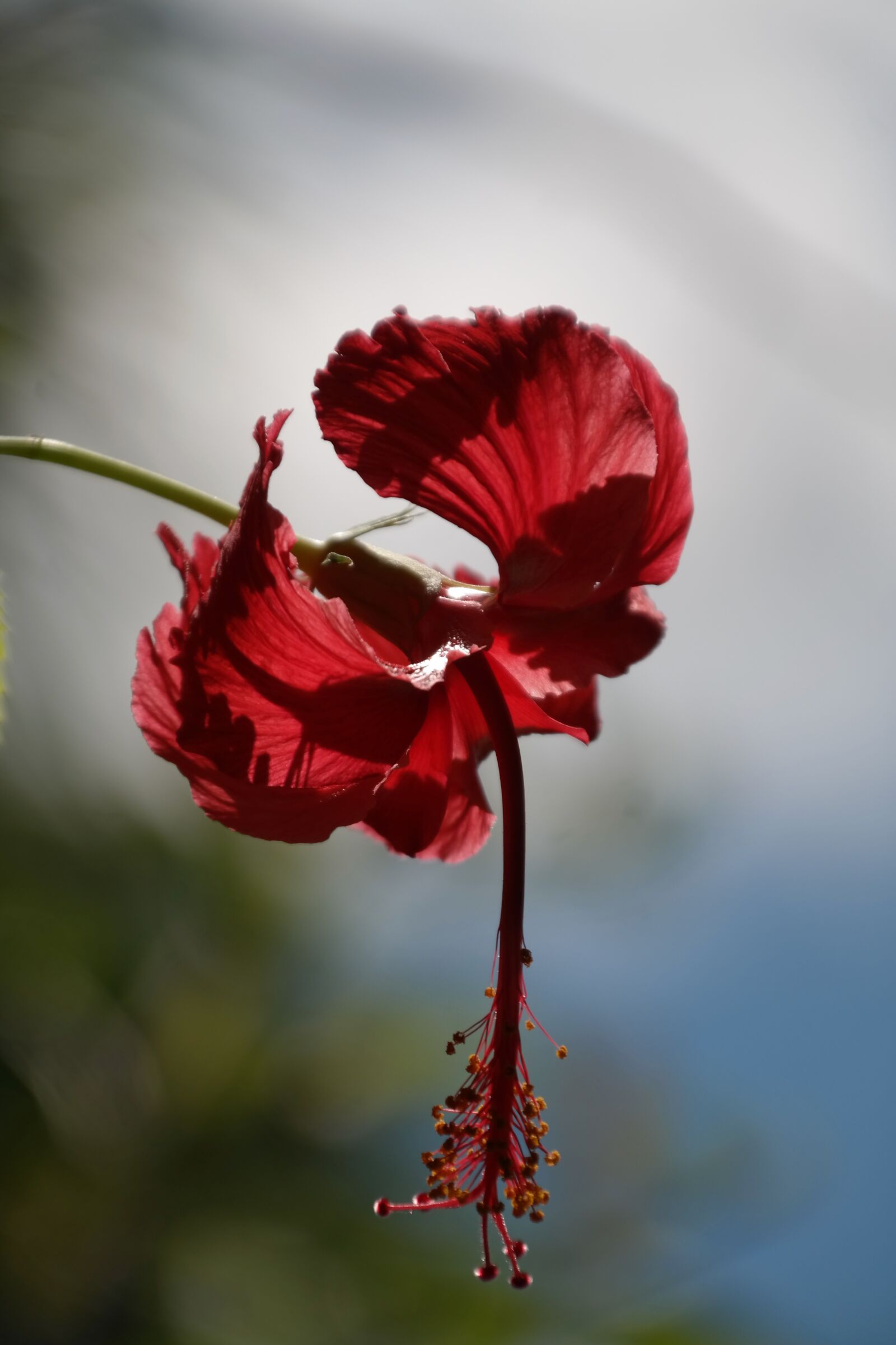 Samsung NX300 sample photo. Hibiscus, red, flower photography