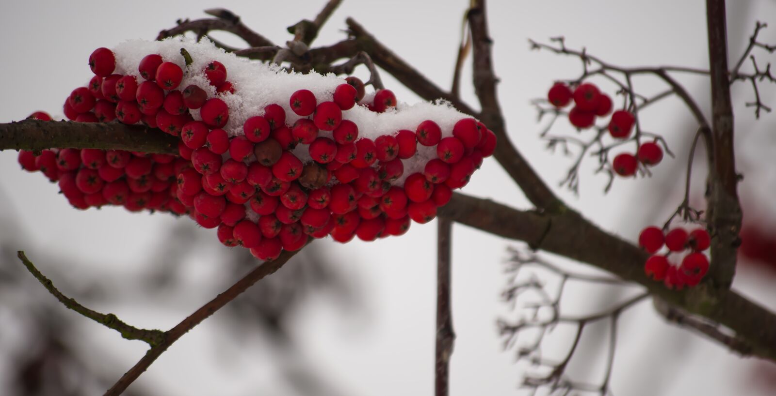 Nikon D5500 sample photo. Winter, snow, berries photography