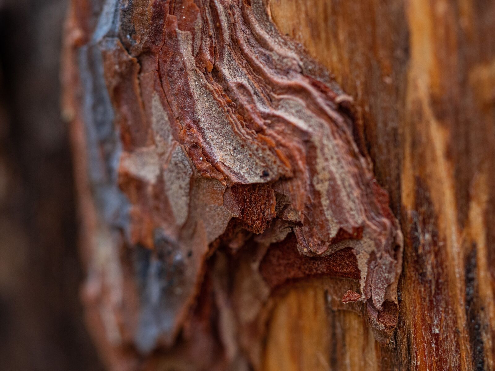 Olympus OM-D E-M10 III sample photo. Wood, bark, tree photography