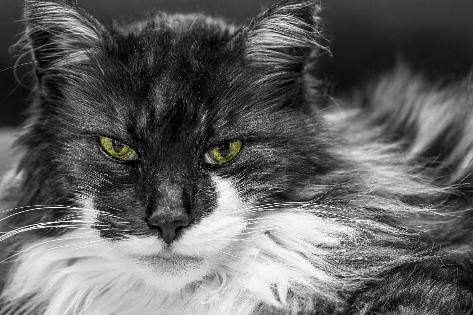 Canon EOS 60D sample photo. Cat, mammal, animal photography