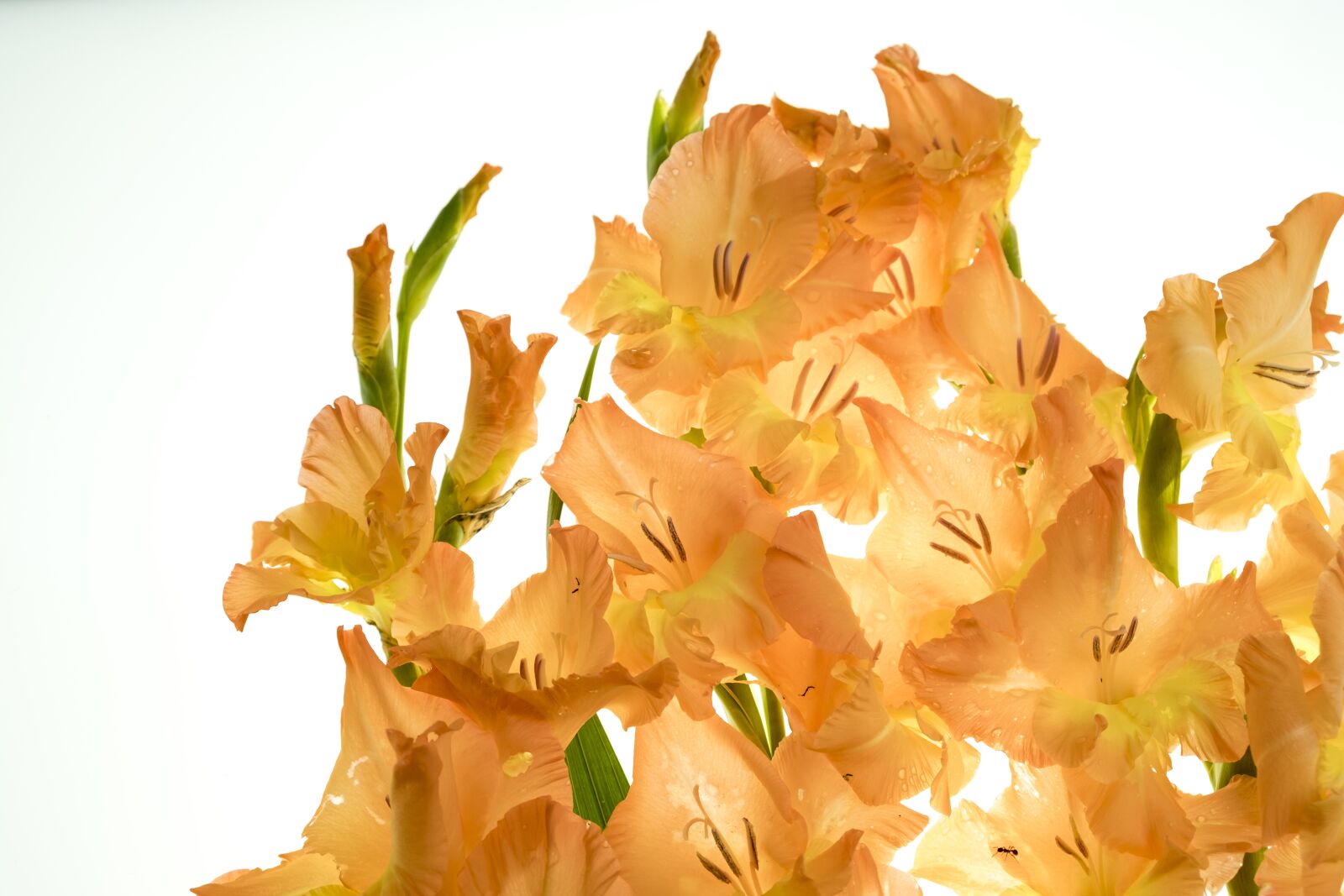 Fujifilm XF 18-55mm F2.8-4 R LM OIS sample photo. Plant, flowers, gladiolus photography