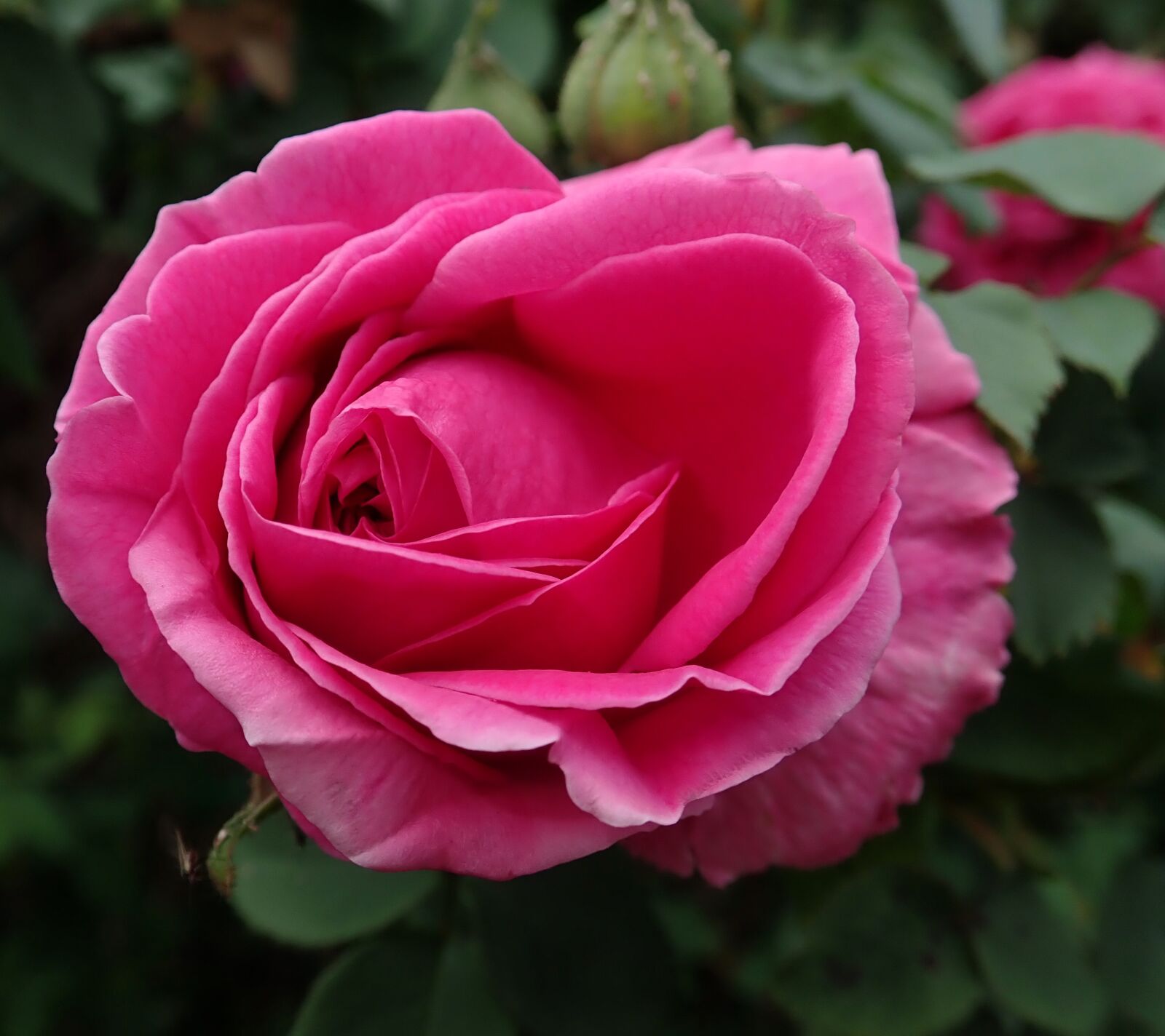 Olympus TG-5 sample photo. Rose, flower, spring photography