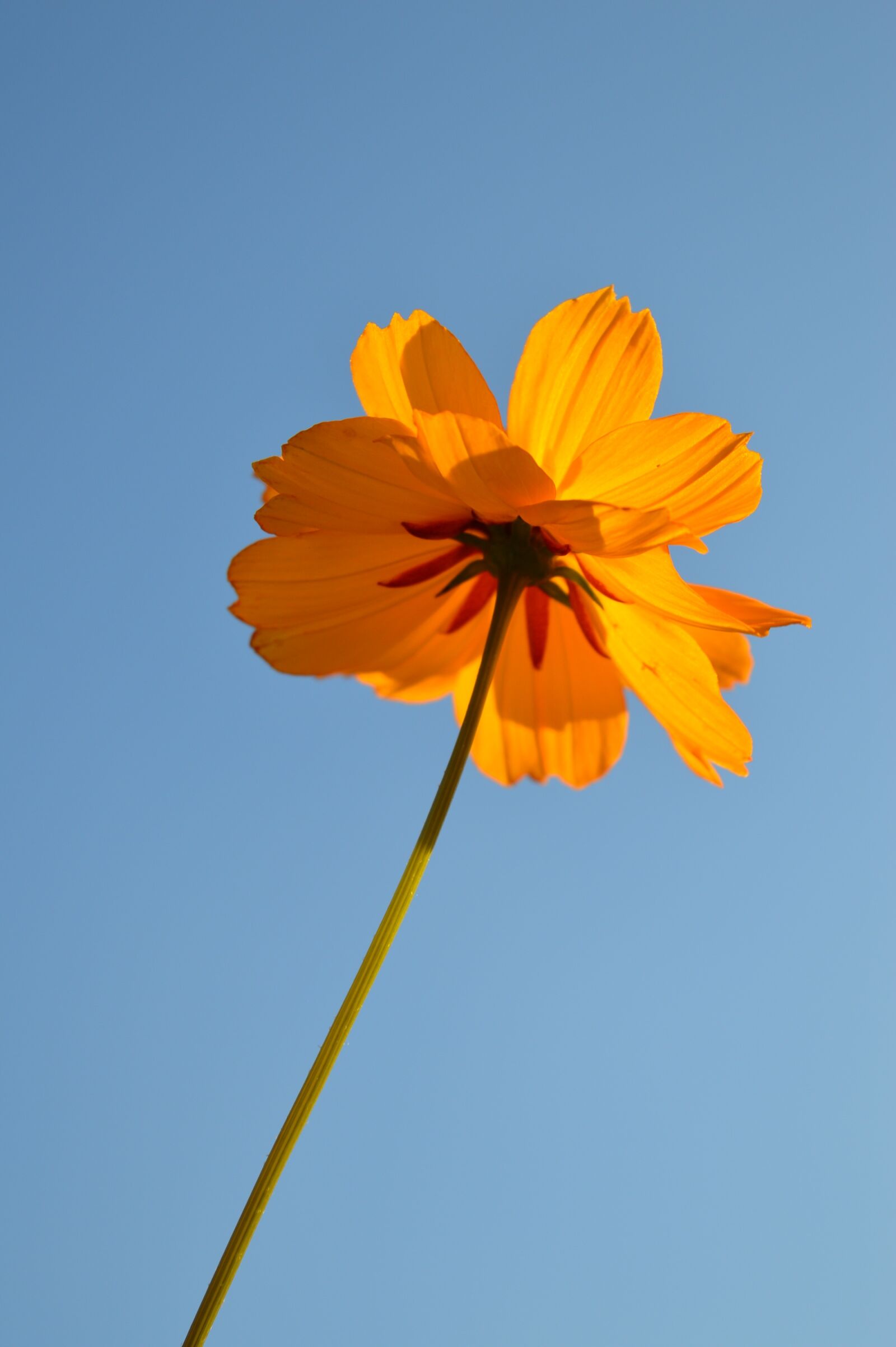Nikon D3200 sample photo. Flower, sky, nature photography