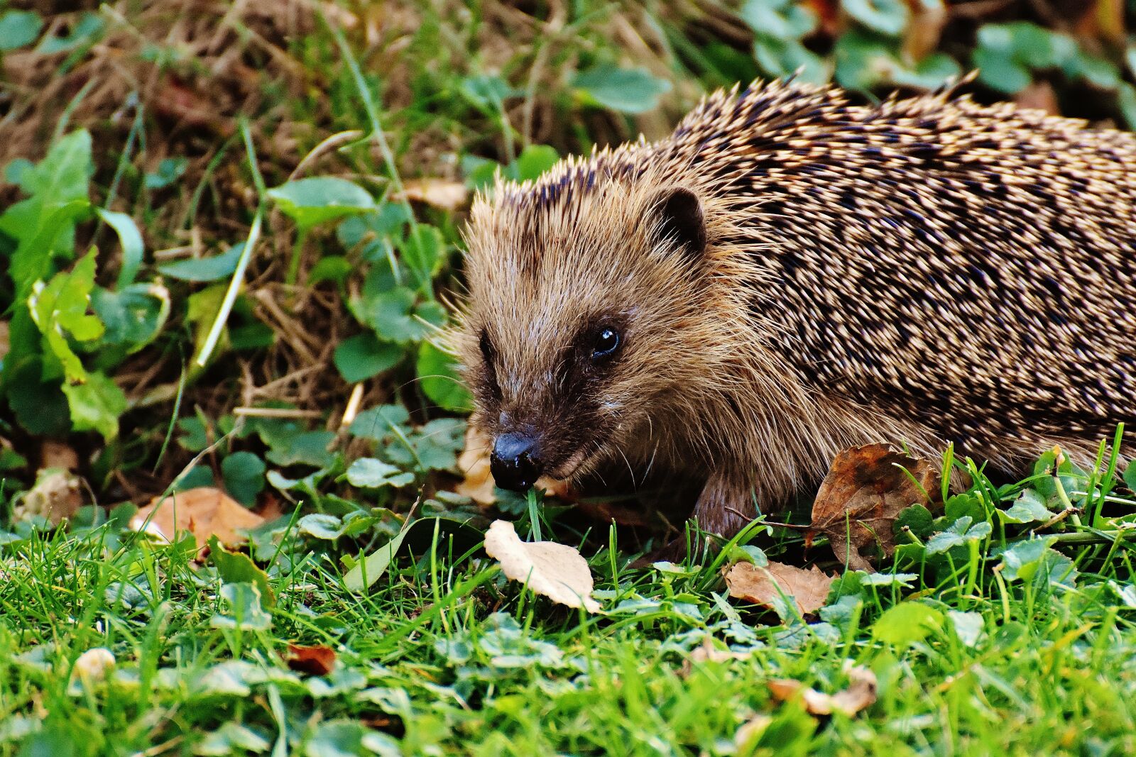 Nikon D7200 sample photo. Hedgehog, animal, spur photography