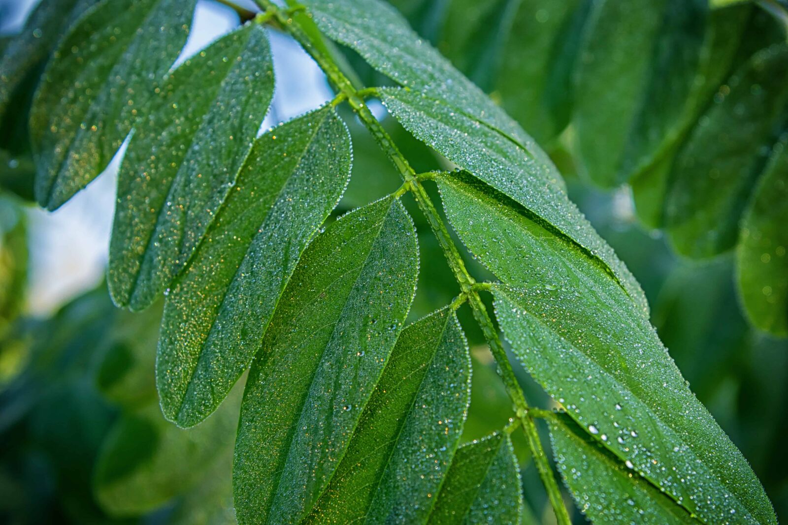 Nikon D3300 sample photo. Leaf, nature, flora, tree photography