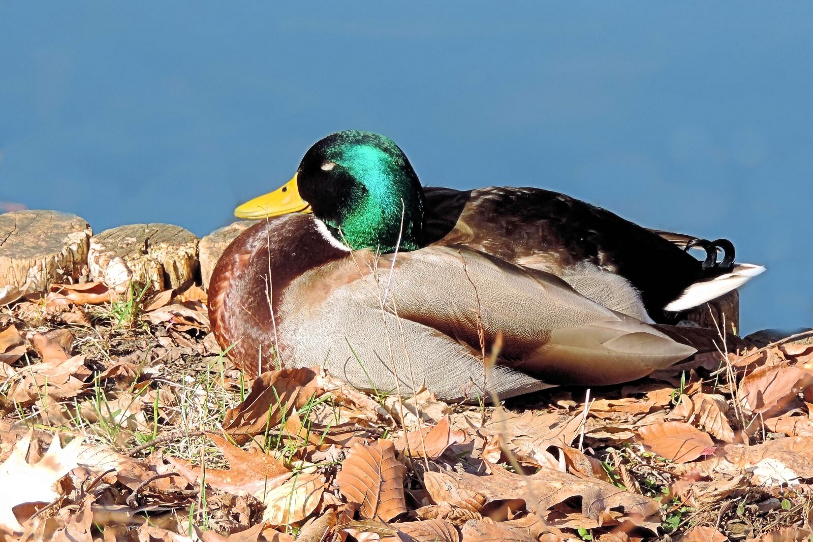 Nikon Coolpix P520 sample photo. Mallard, duck, drake photography