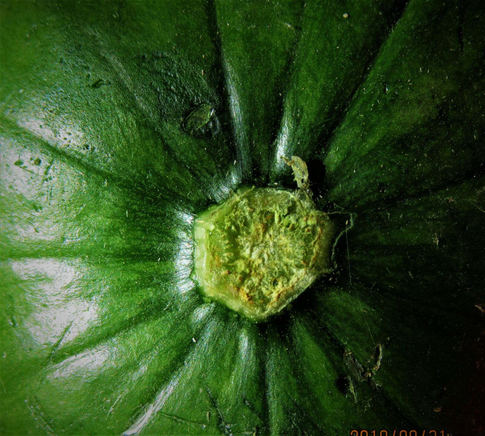 Canon PowerShot SX610 HS sample photo. Food, verde, natural photography
