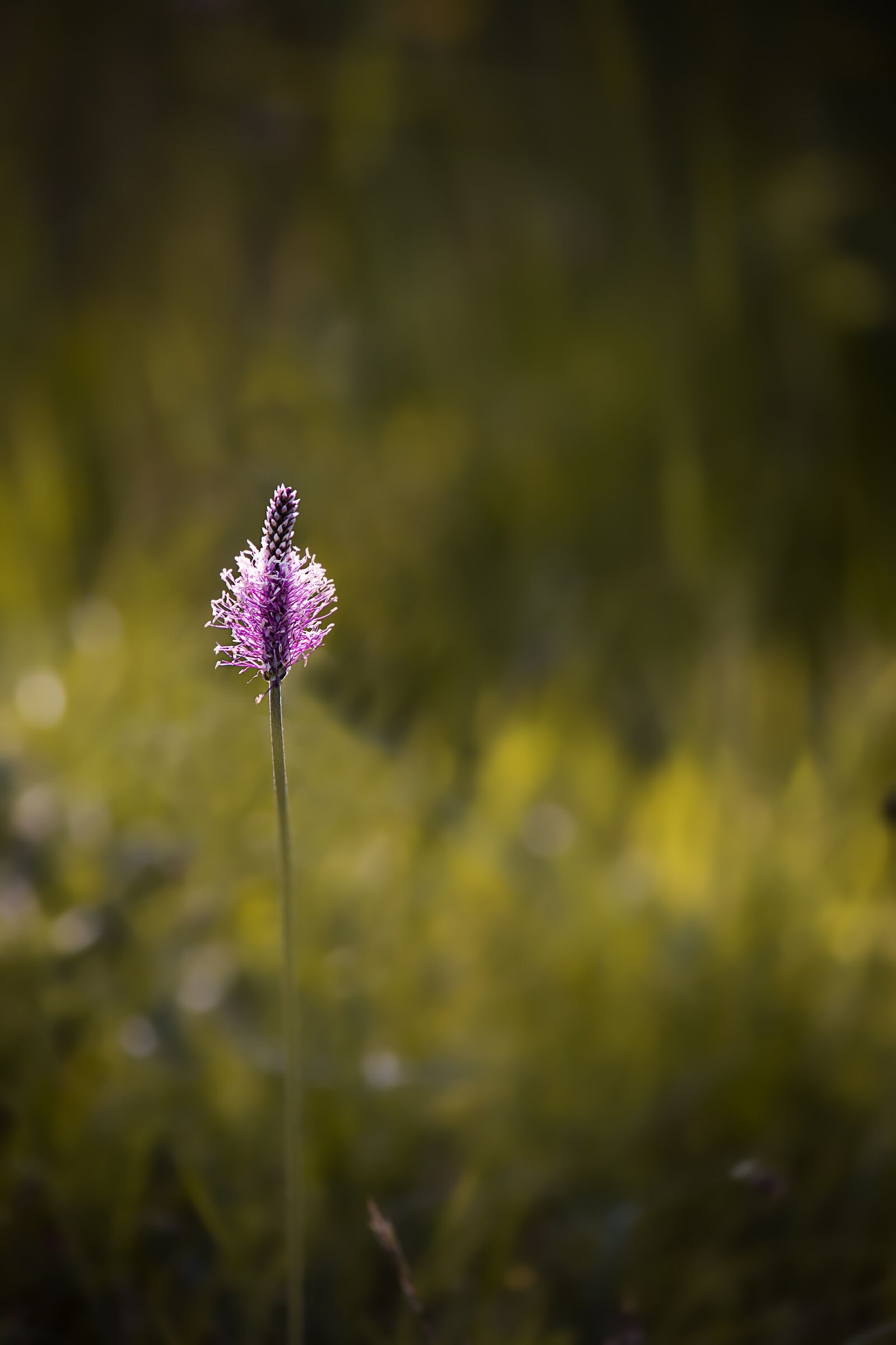 Nikon D7100 sample photo. Plant, plantain, nature photography
