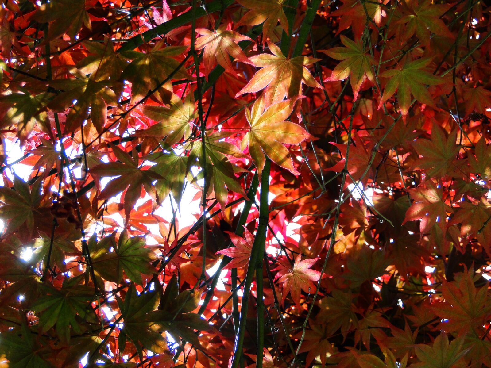 Sony Cyber-shot DSC-HX1 sample photo. Autumn, leaves, red photography