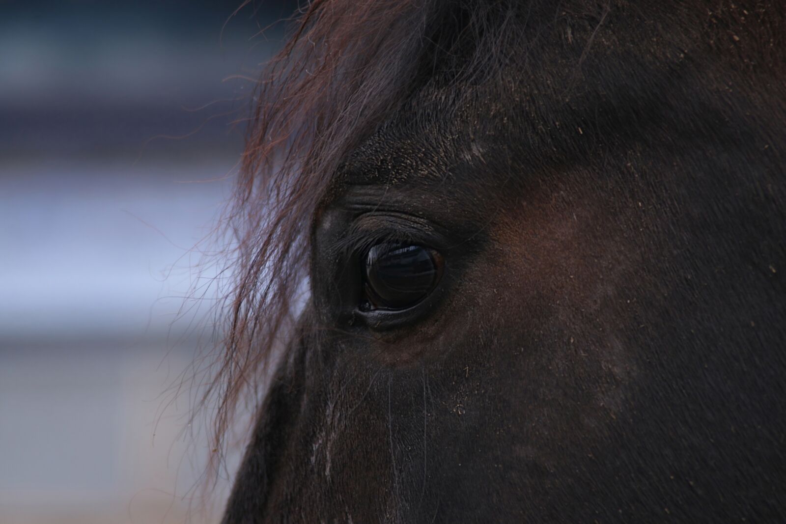 Canon EOS 30D sample photo. Horse, eye, macro photography