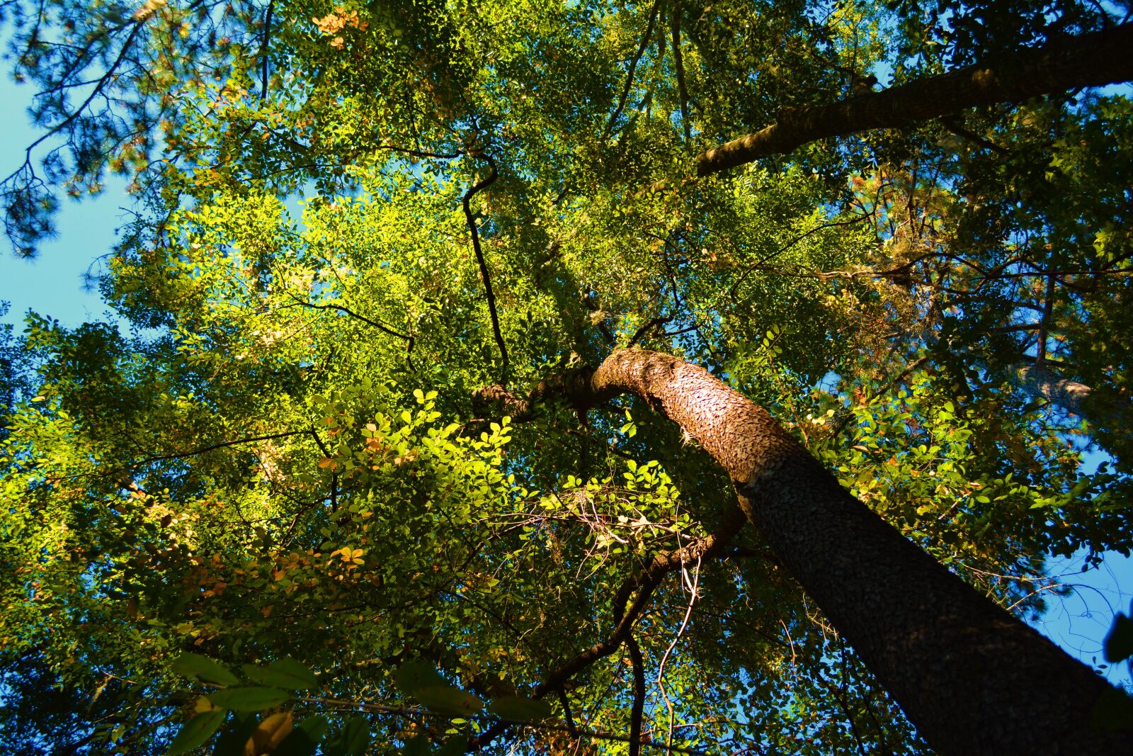 Nikon D5200 sample photo. Woods, forest, nature photography