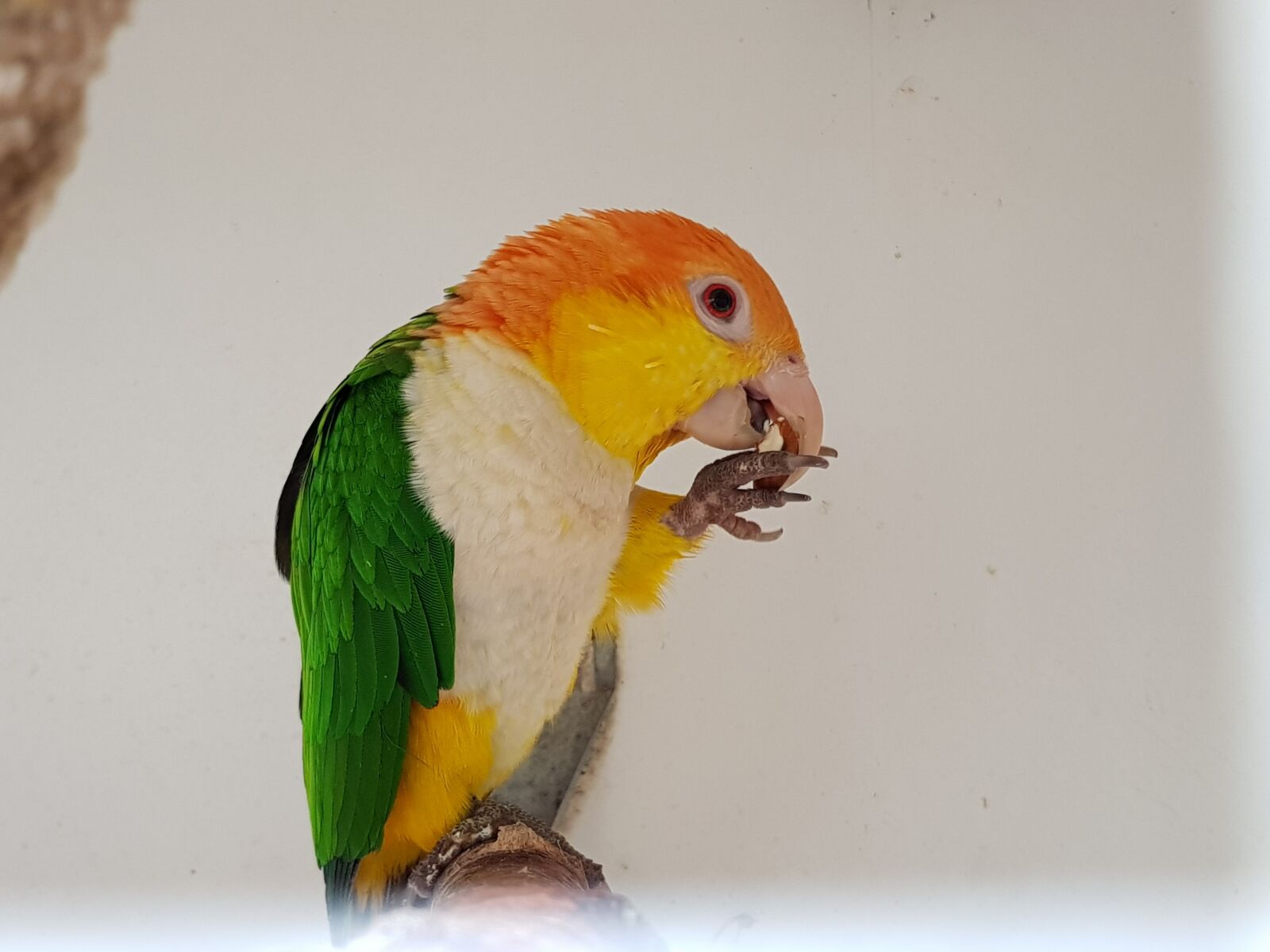 Samsung Galaxy S8 sample photo. Parrot, birds, animals photography