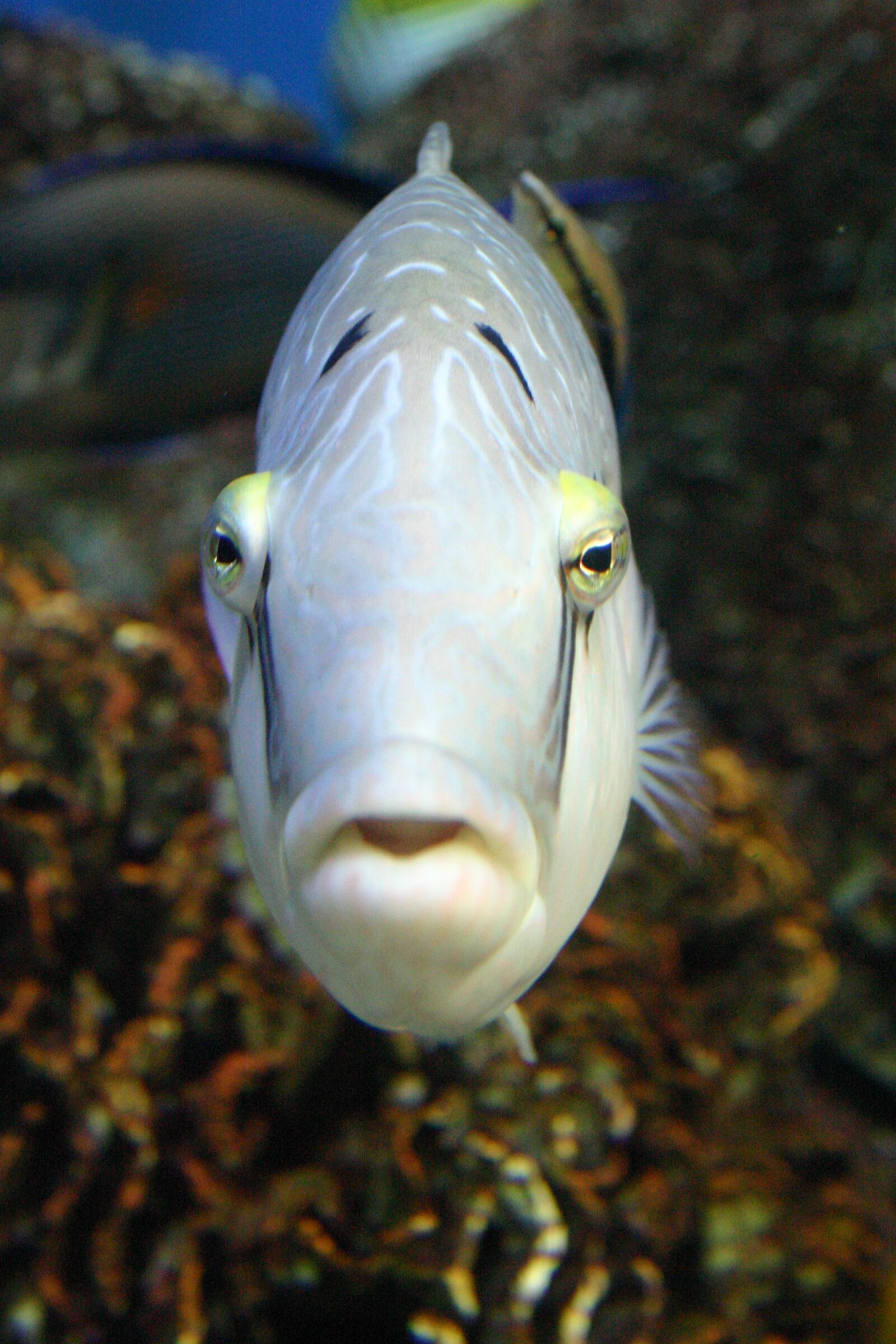 Canon EOS 300D (EOS Digital Rebel / EOS Kiss Digital) sample photo. Fish, tropical fish, water photography