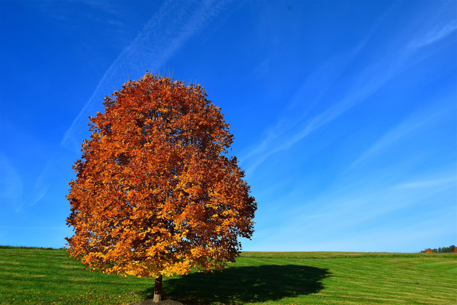 Nikon D3300 sample photo. Tree, autumn, orange photography