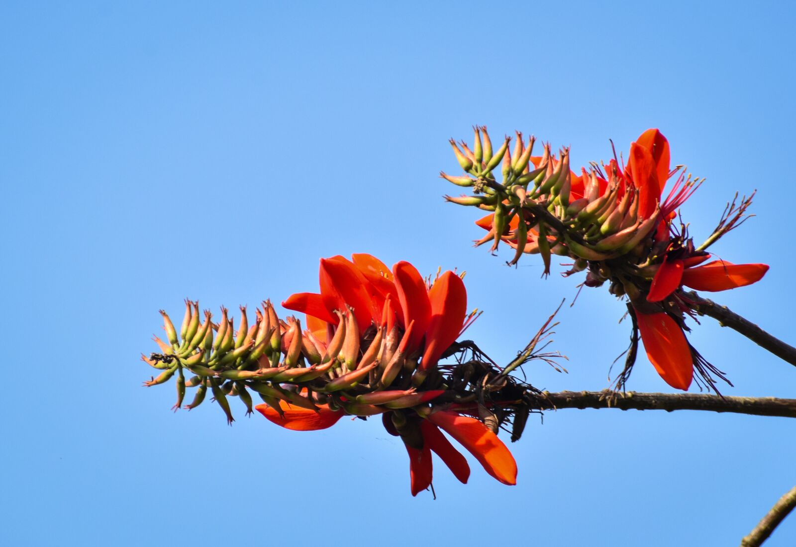 Nikon D3500 sample photo. Flower, spring, nature photography