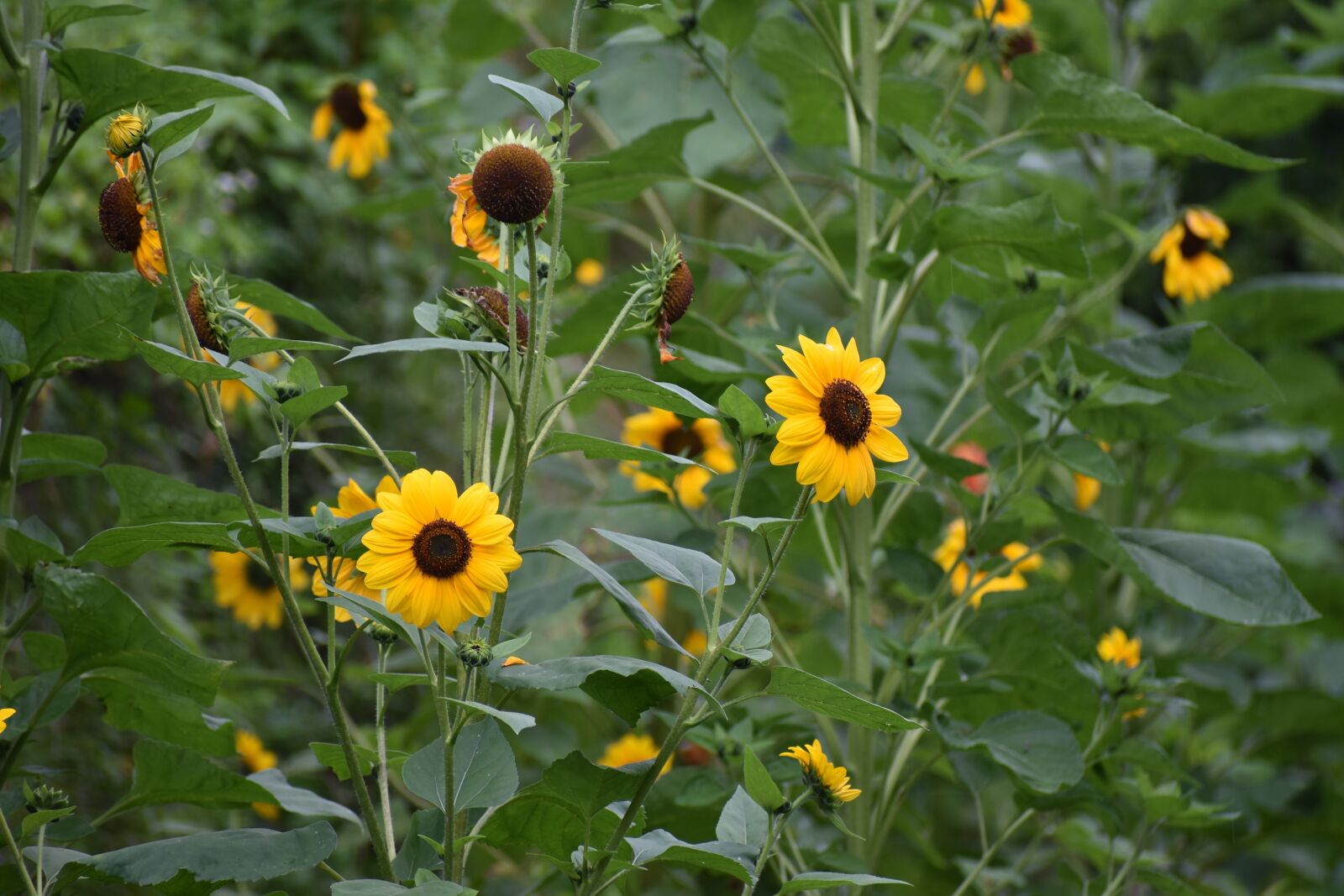 Nikon D3400 sample photo. Green, flower, nature photography