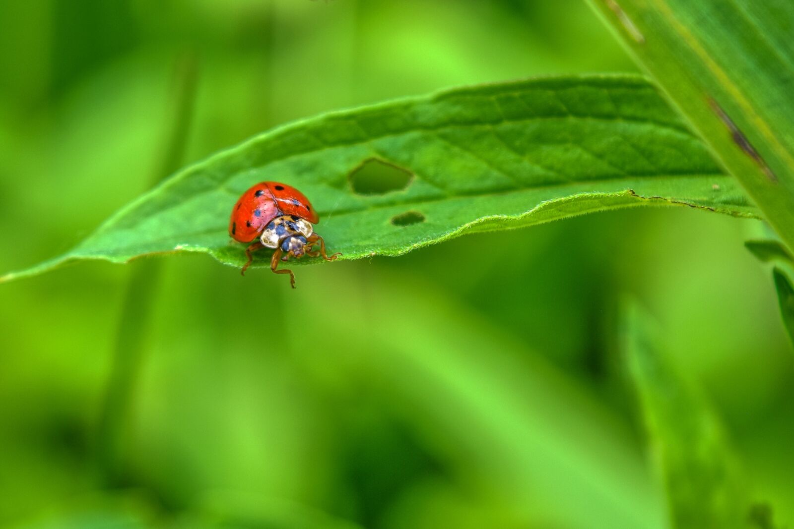 Nikon D3300 sample photo. Animal, maikäfer, insect photography