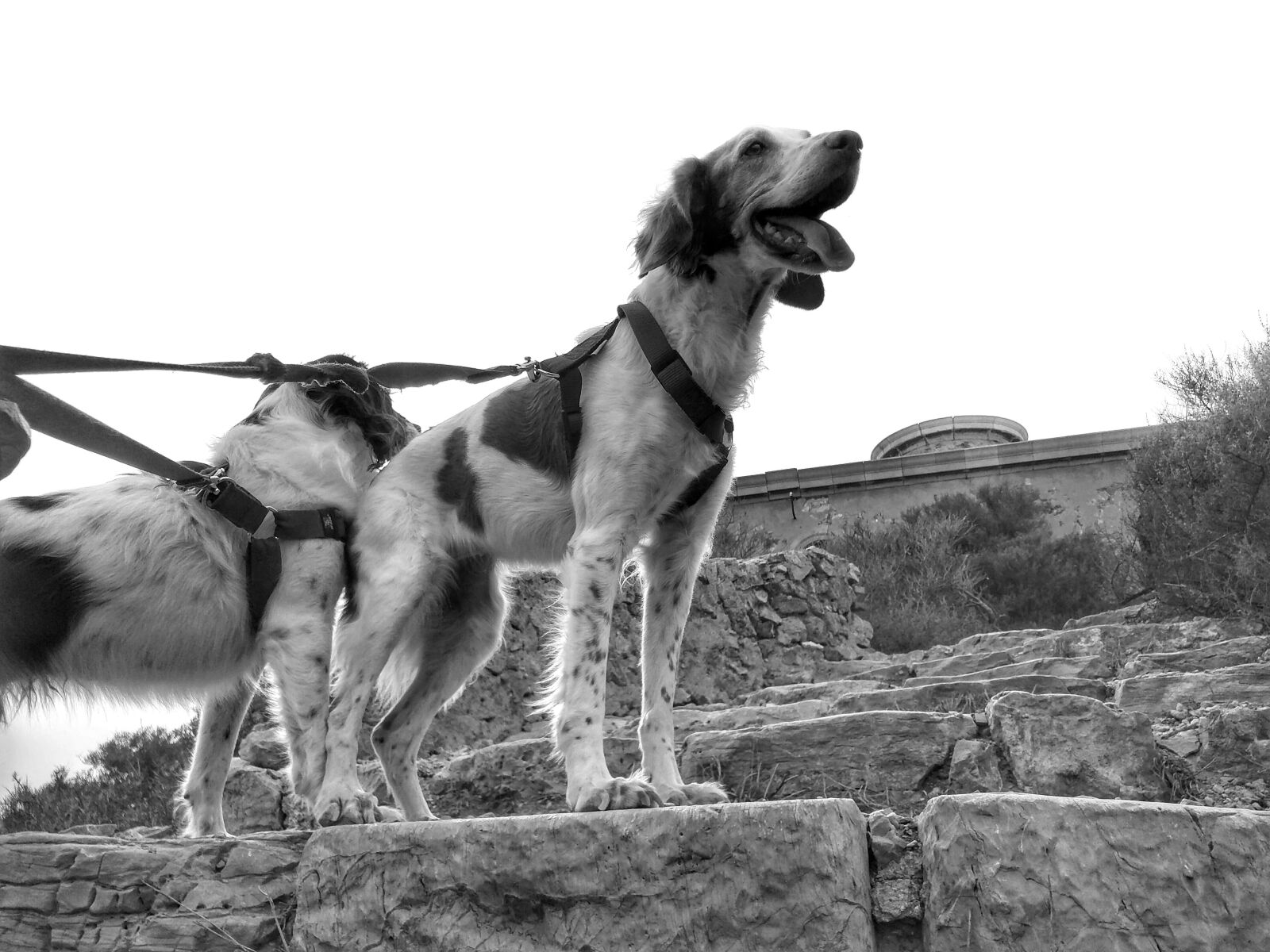 Motorola Nexus 6 sample photo. Brittany spaniels, dogs, brittany photography