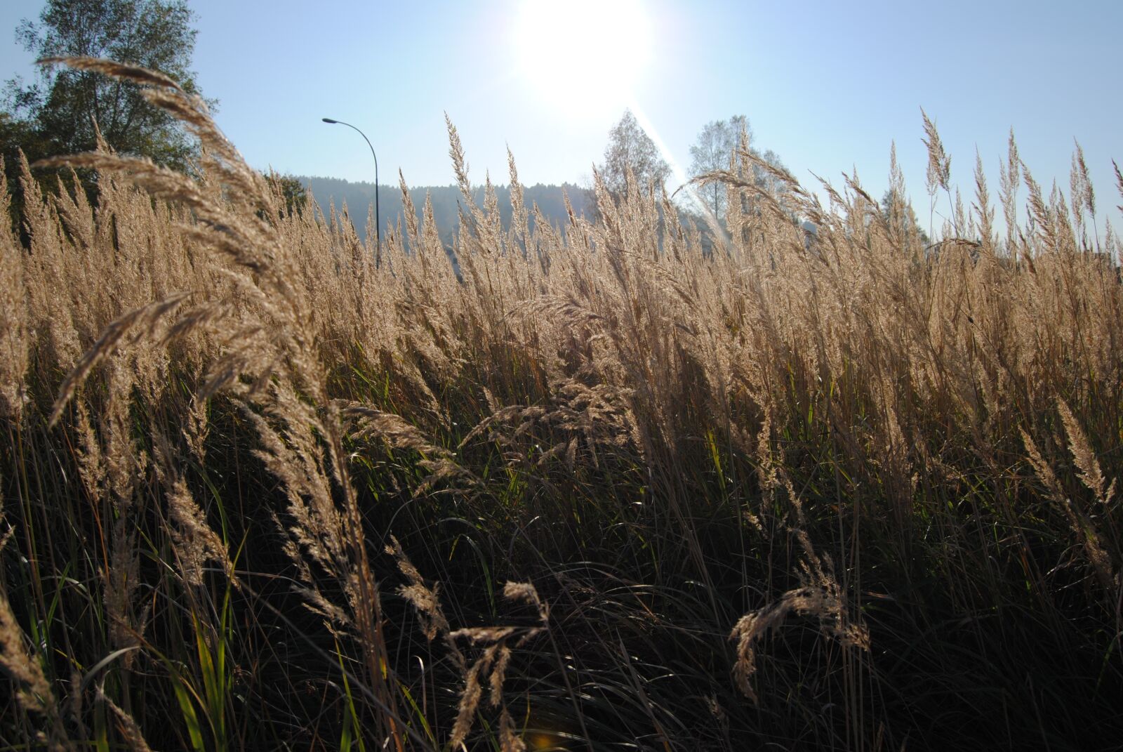Nikon D3000 sample photo. Summer, grass, meadow photography