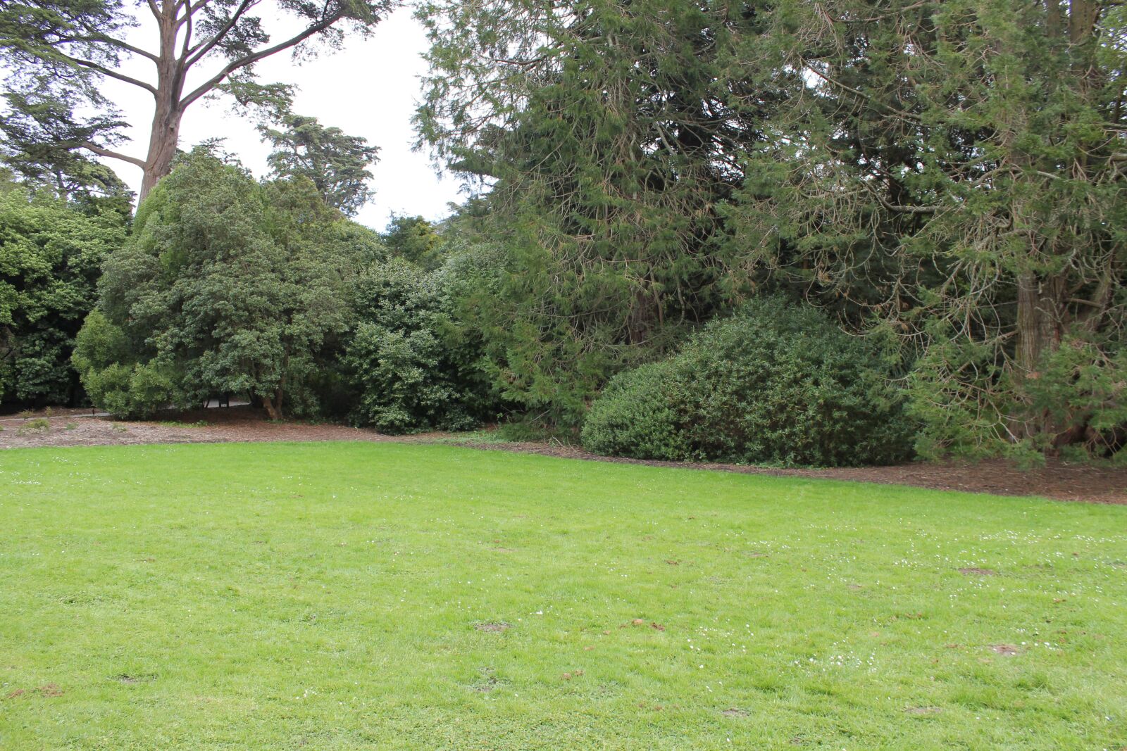 Canon EOS 550D (EOS Rebel T2i / EOS Kiss X4) sample photo. Golden gate park, san photography