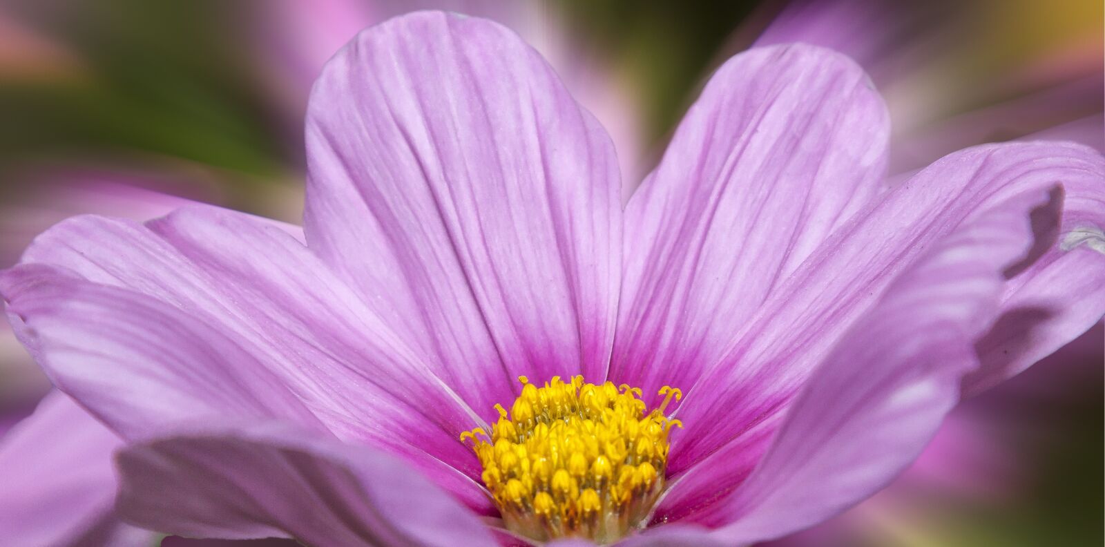 Canon EOS 50D + Canon EF 24-105mm F4L IS USM sample photo. Cosmea, blossom, bloom photography