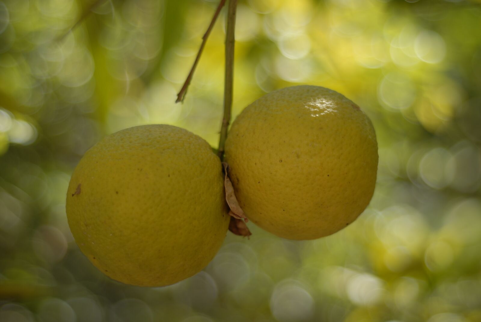Nikon D200 sample photo. Orange, tree, fruit photography