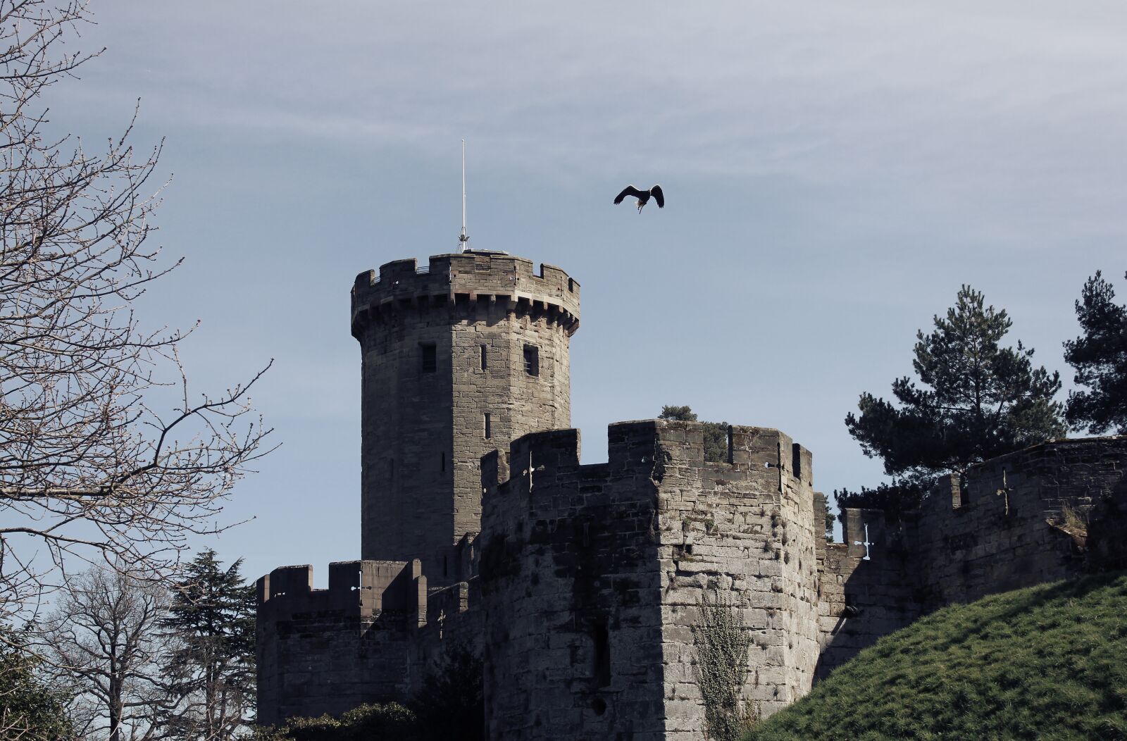 Canon EOS 550D (EOS Rebel T2i / EOS Kiss X4) sample photo. Castle, eagle, flying photography