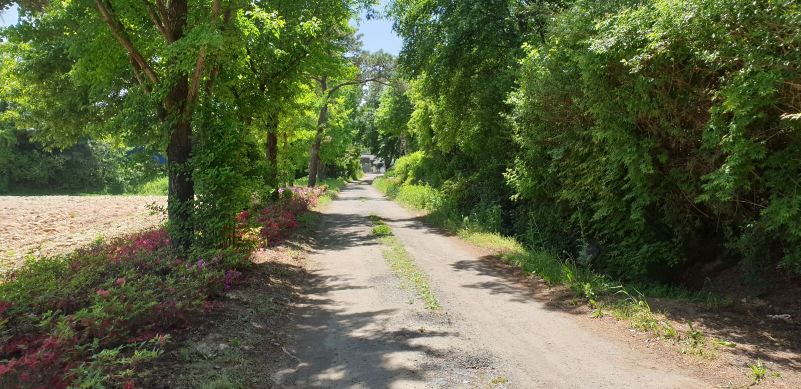 Samsung Galaxy Note9 sample photo. Nature, officer, country road photography