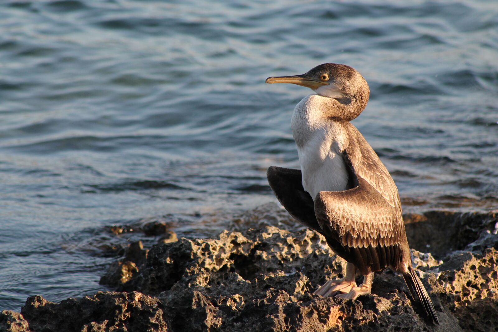 Canon EF75-300mm f/4-5.6 sample photo. Cormorant, dry, wing photography