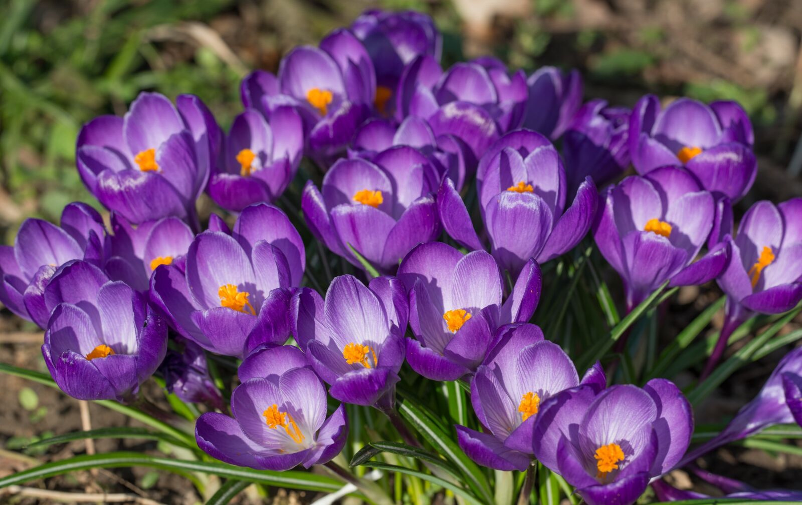 Nikon D800 sample photo. Crocus, blossom, bloom photography