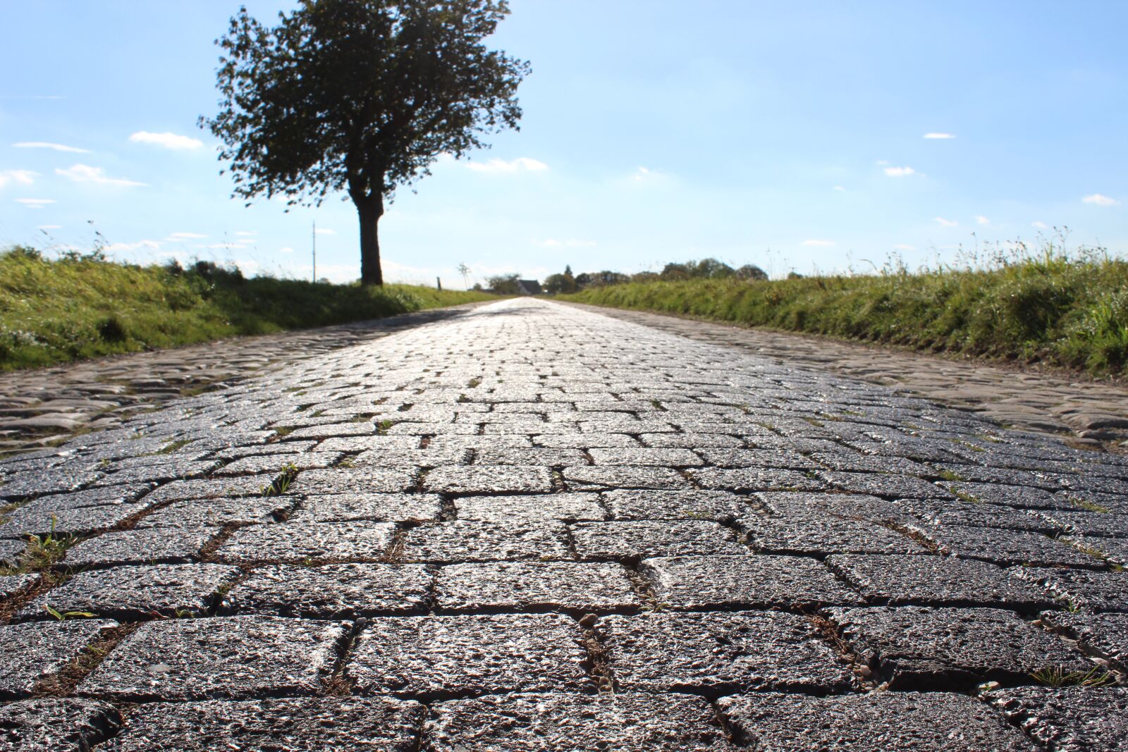 Canon EOS 1300D (EOS Rebel T6 / EOS Kiss X80) sample photo. Road, cobblestones, tree photography