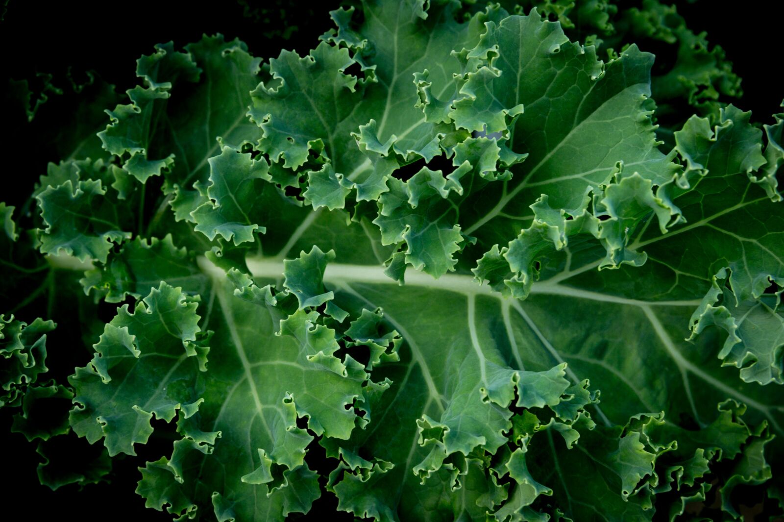 Nikon Z6 sample photo. Kale, vegetable, food photography