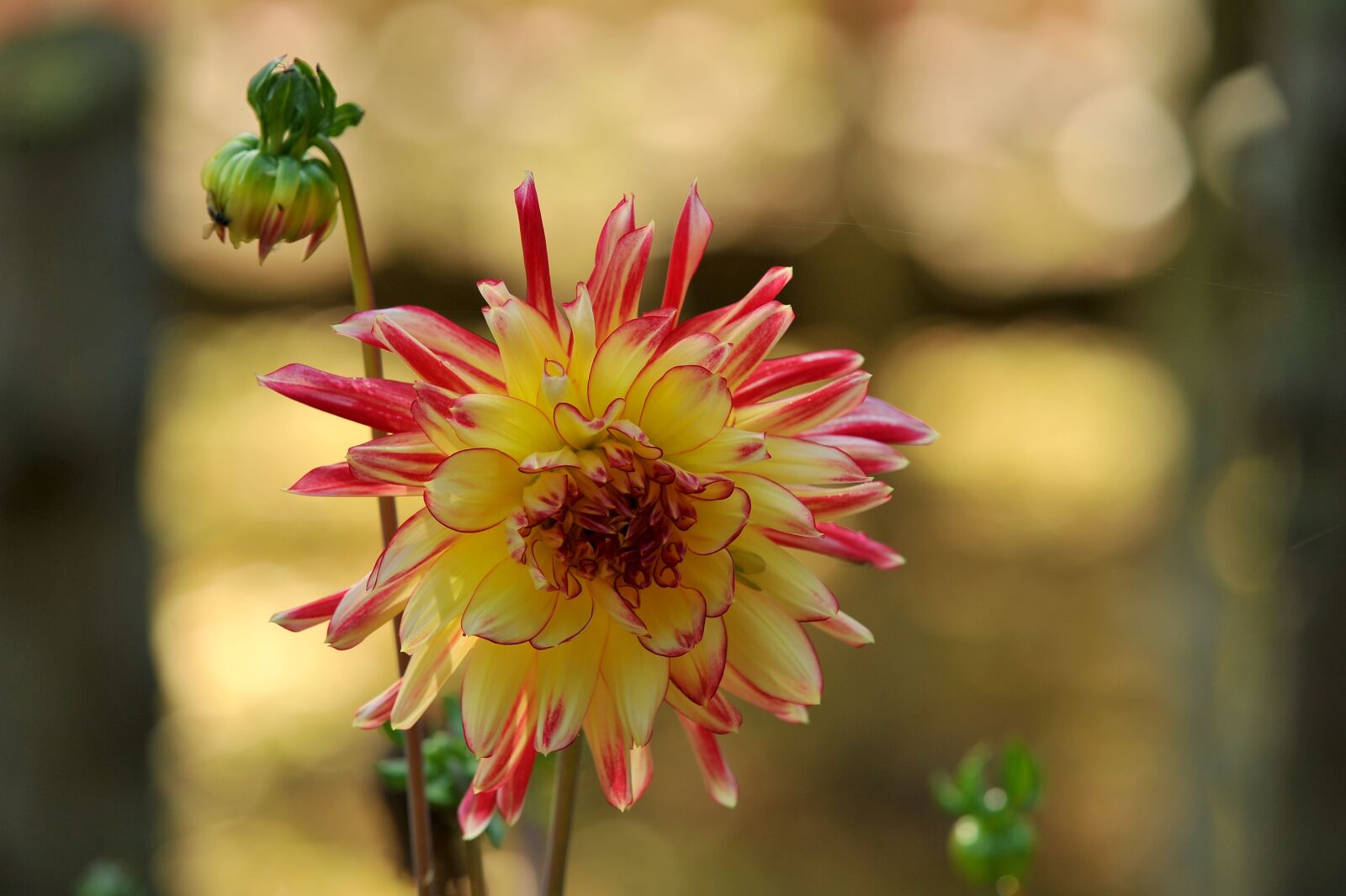 Nikon D3S sample photo. Dahlia, flower, plant photography