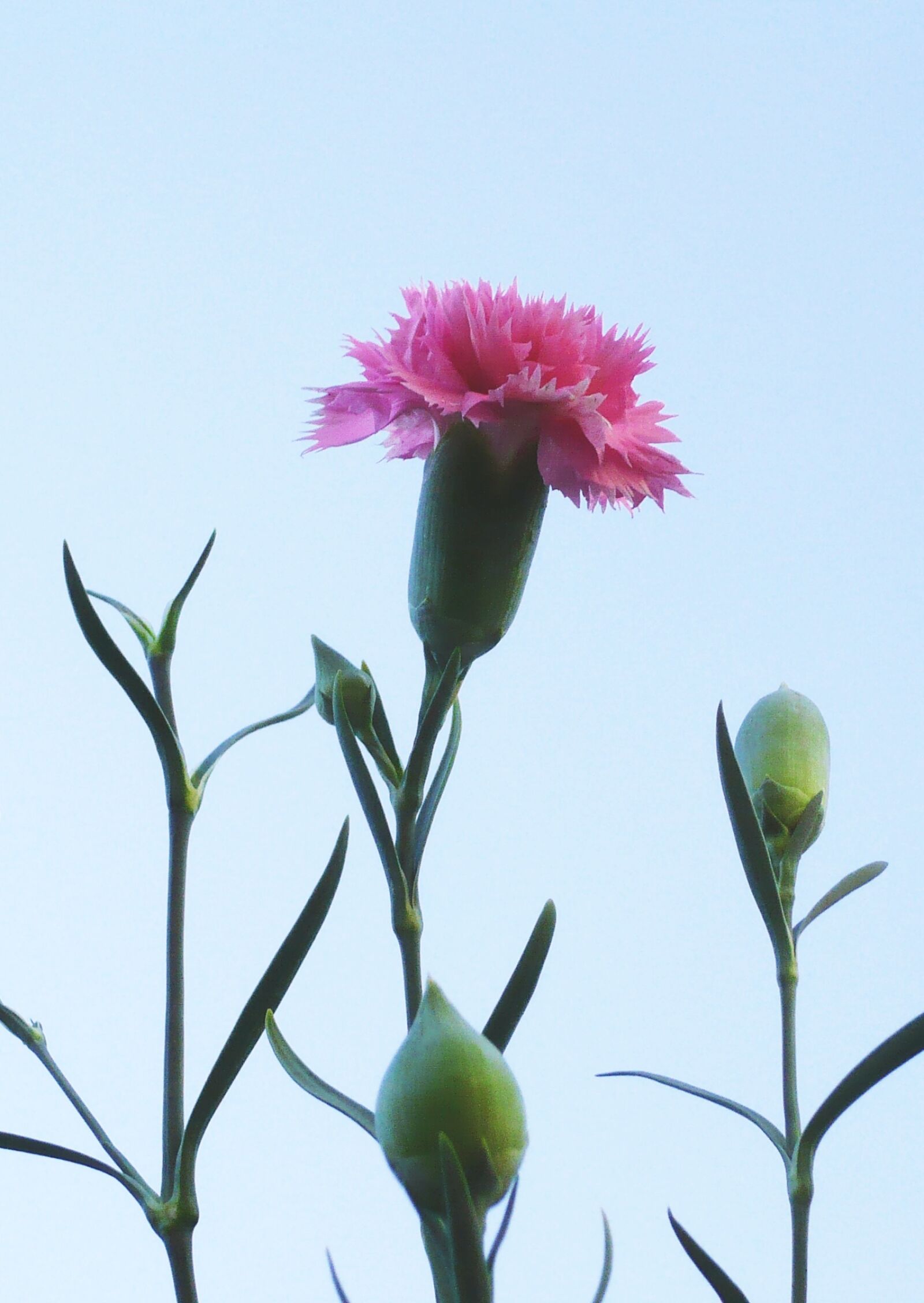 Panasonic DMC-LS60 sample photo. Clove, flower, pink photography