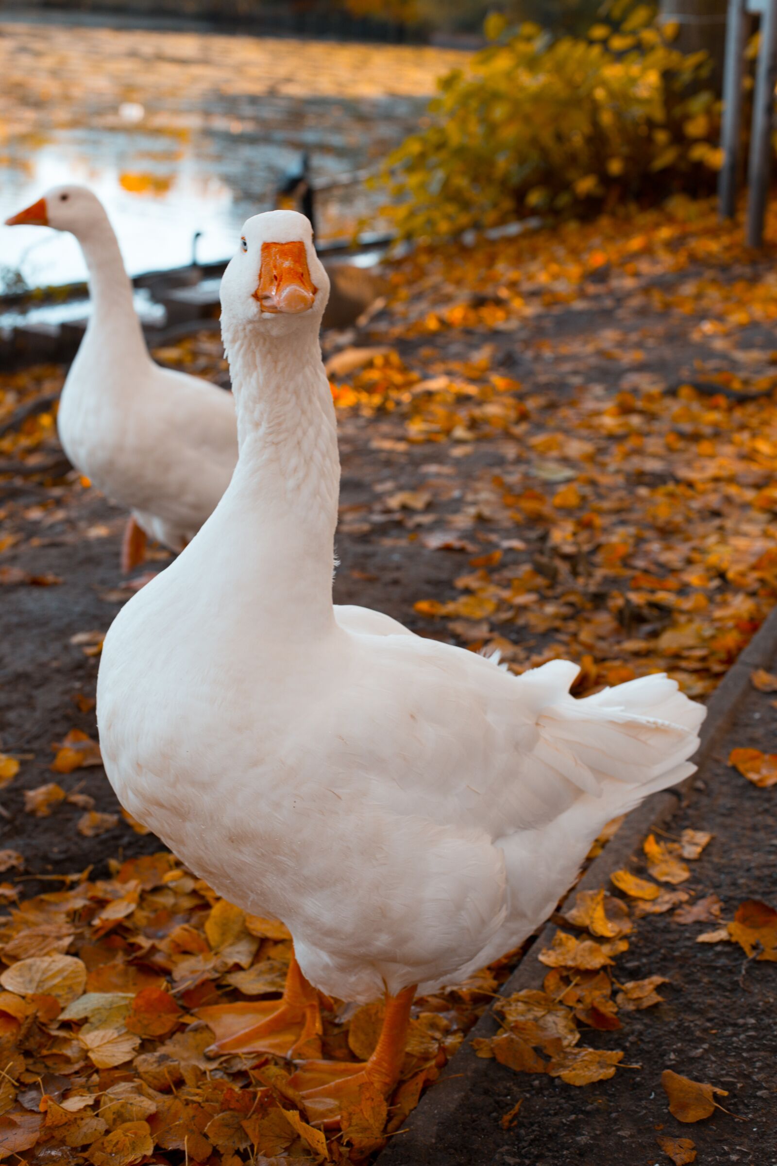 Canon EOS 6D + Canon EF 50mm F1.4 USM sample photo. Goose, nature, geese photography