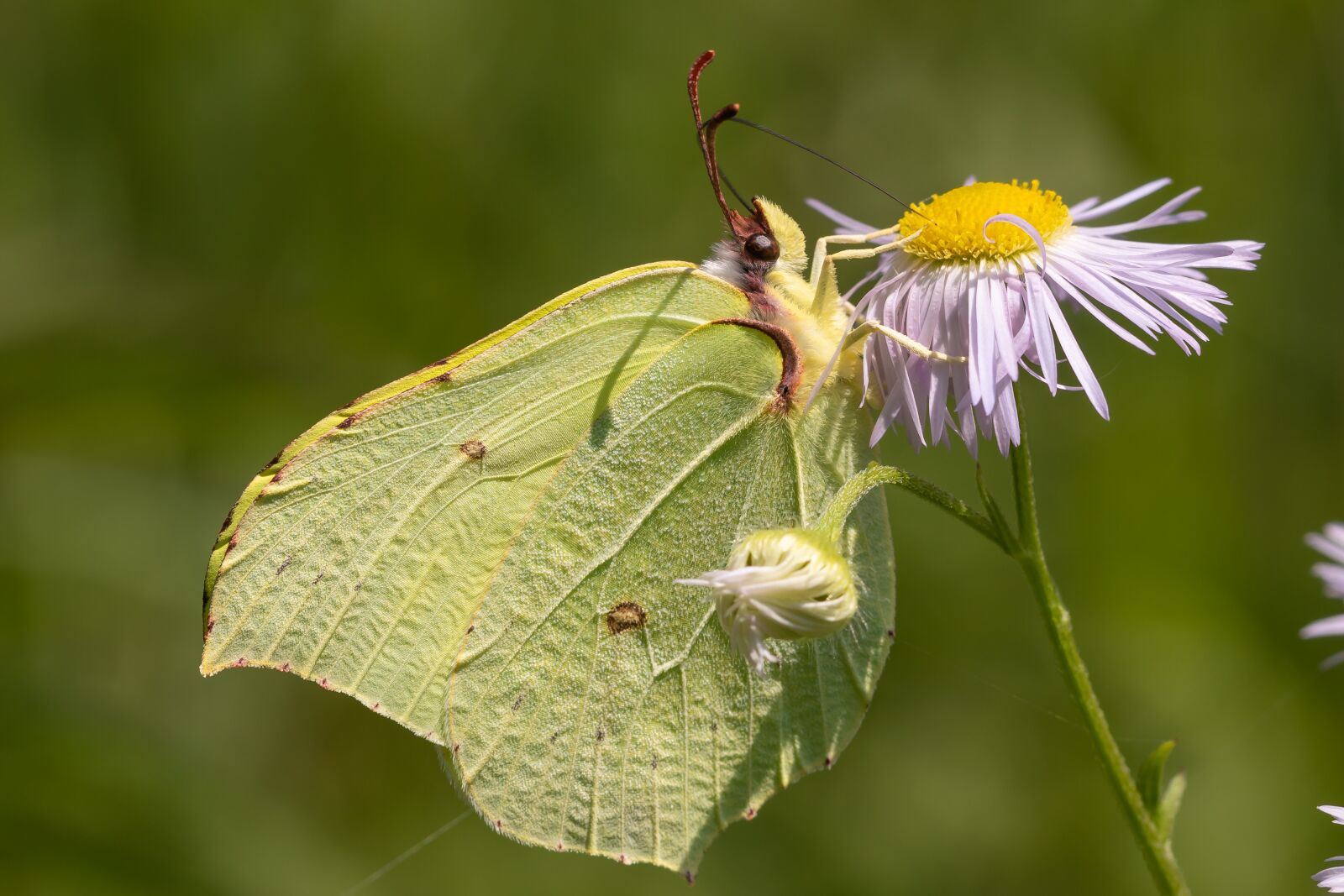 Canon EOS 7D Mark II sample photo. Butterfly, blossom, bloom photography