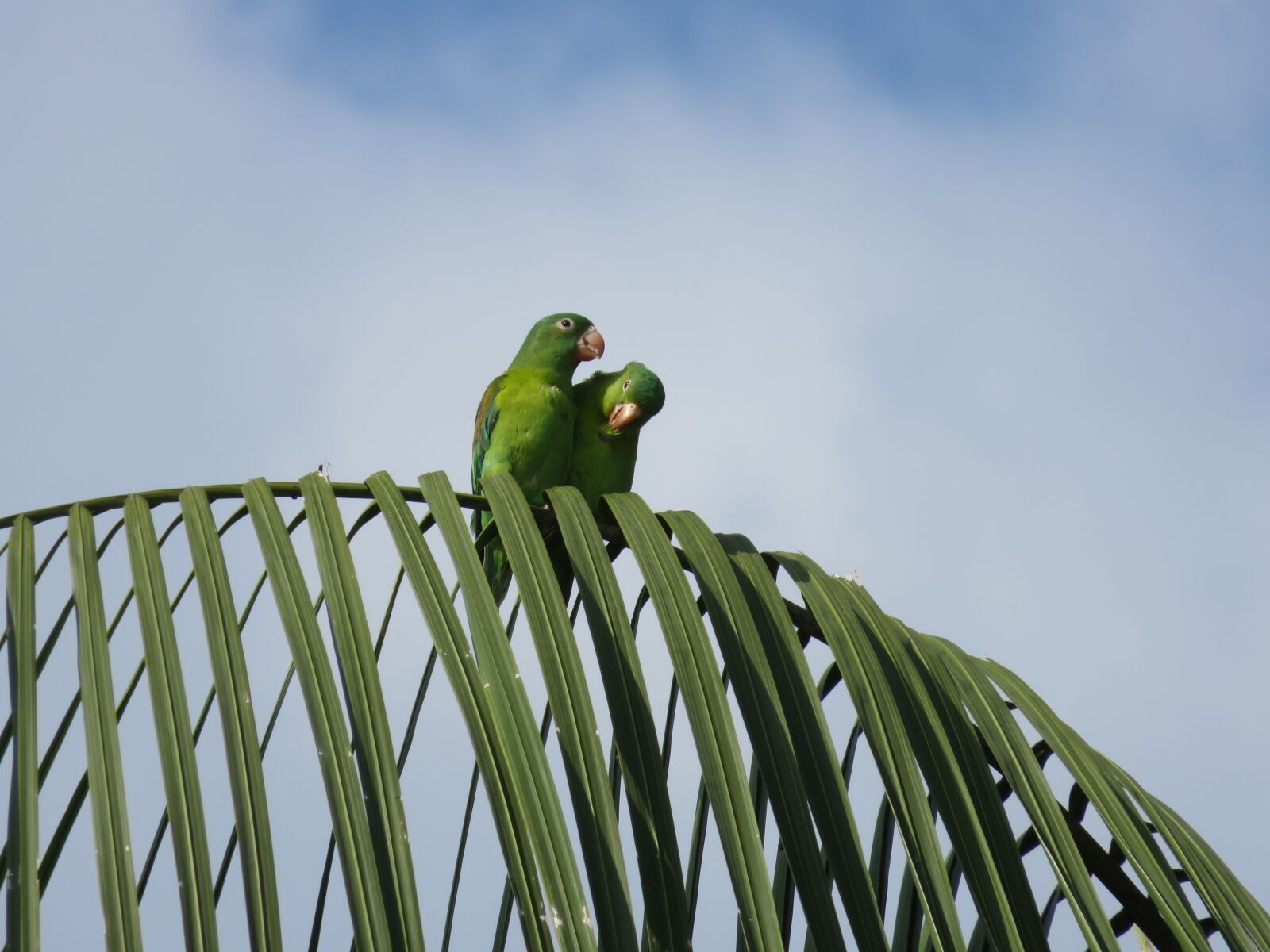 Canon PowerShot SX700 HS sample photo. Parrots, birds, palm photography