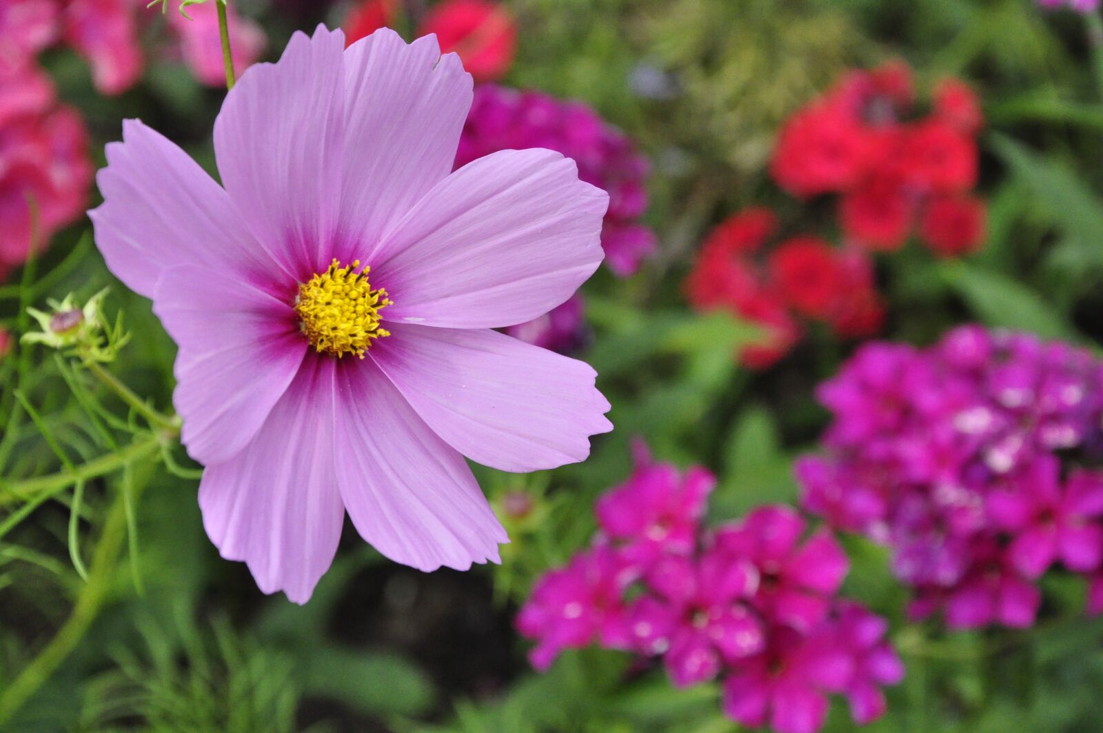 Nikon D5000 sample photo. Flower, plant, garden photography