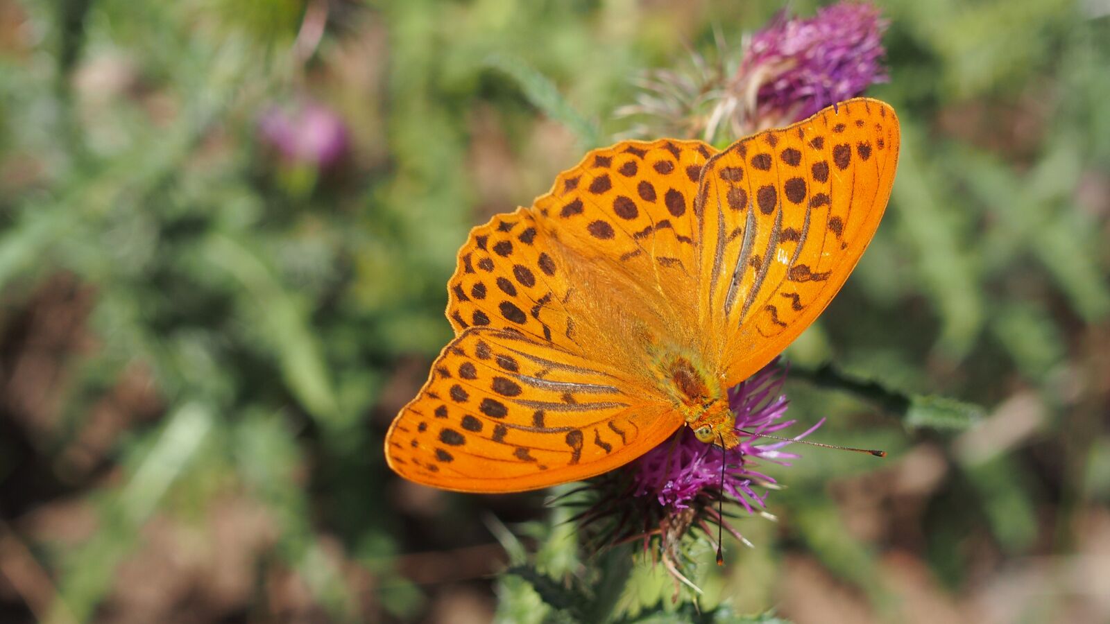 Olympus PEN E-PL6 sample photo. Butterfly, nature, macro photography