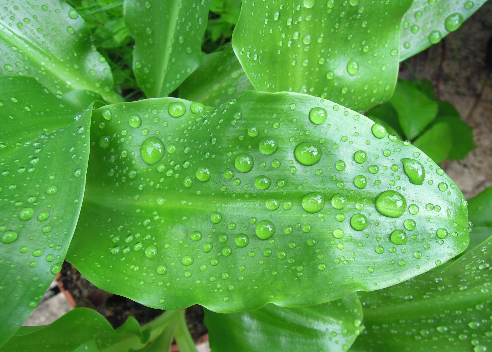 Nikon Coolpix P300 sample photo. Foliage, green leaf, wet photography