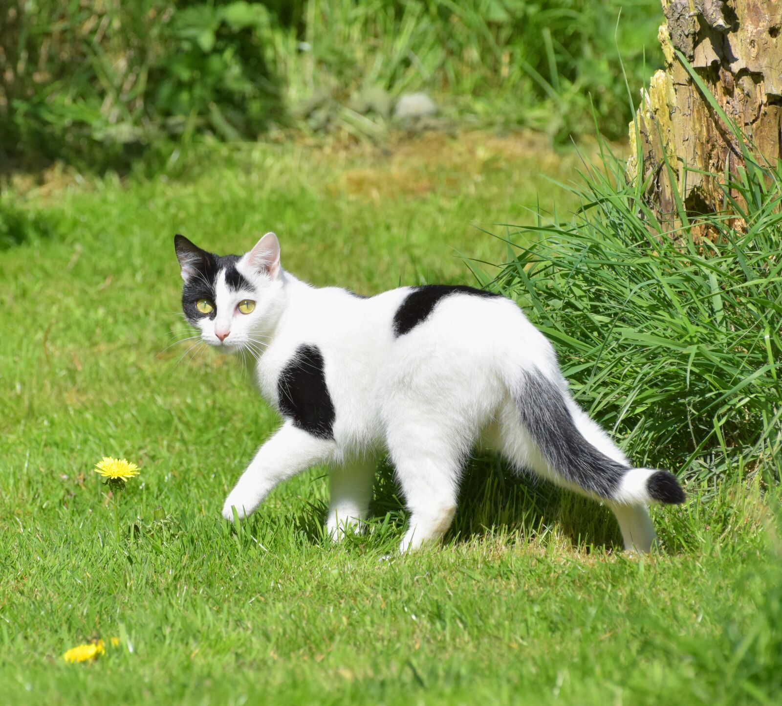 Nikon D5300 sample photo. Cat, garden, grass photography